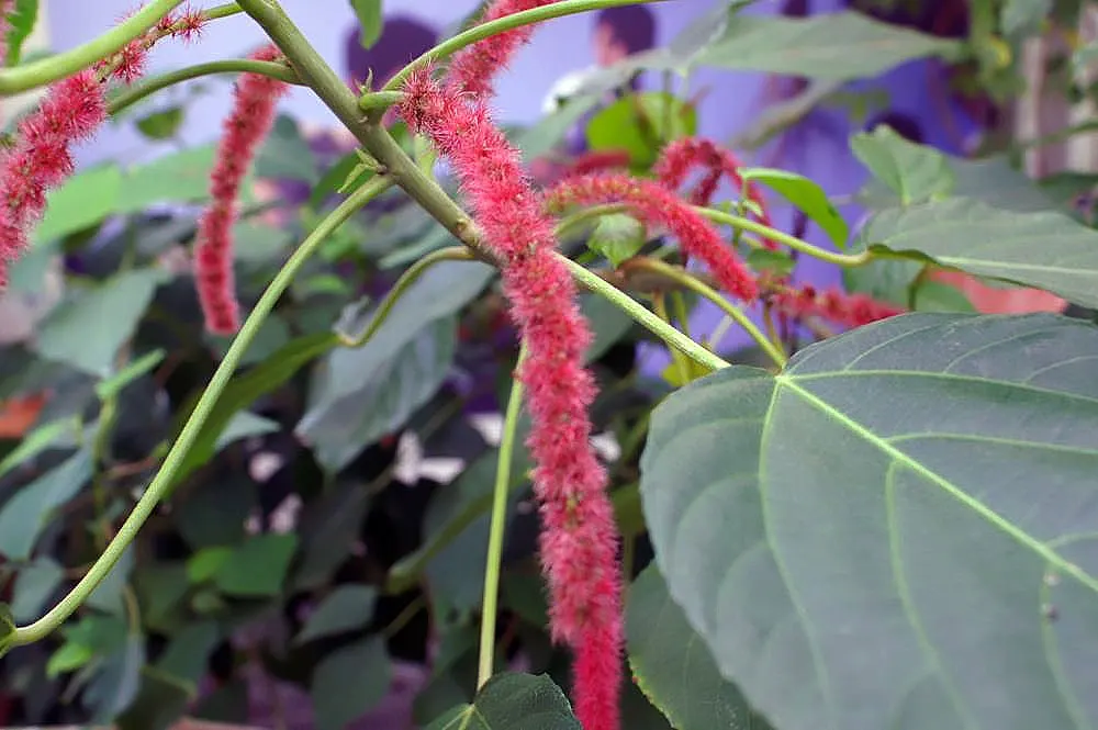 Chenille Plant (Acalypha hispida) — commonly known as the Chenille Plant or Plush Plant; it creates visual interest with its ornate textures and, image 104