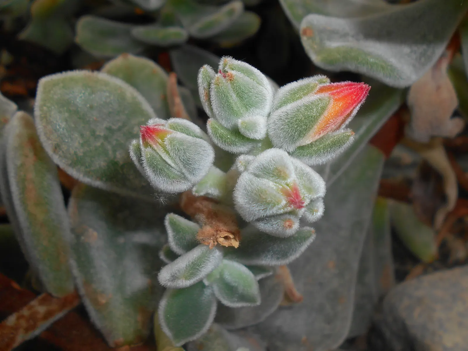 Chenille Plant (Acalypha hispida) — giving it a velvety texture and slightly silvery sheen; is a succulent native to semi-desert regions of Mexico, image 108