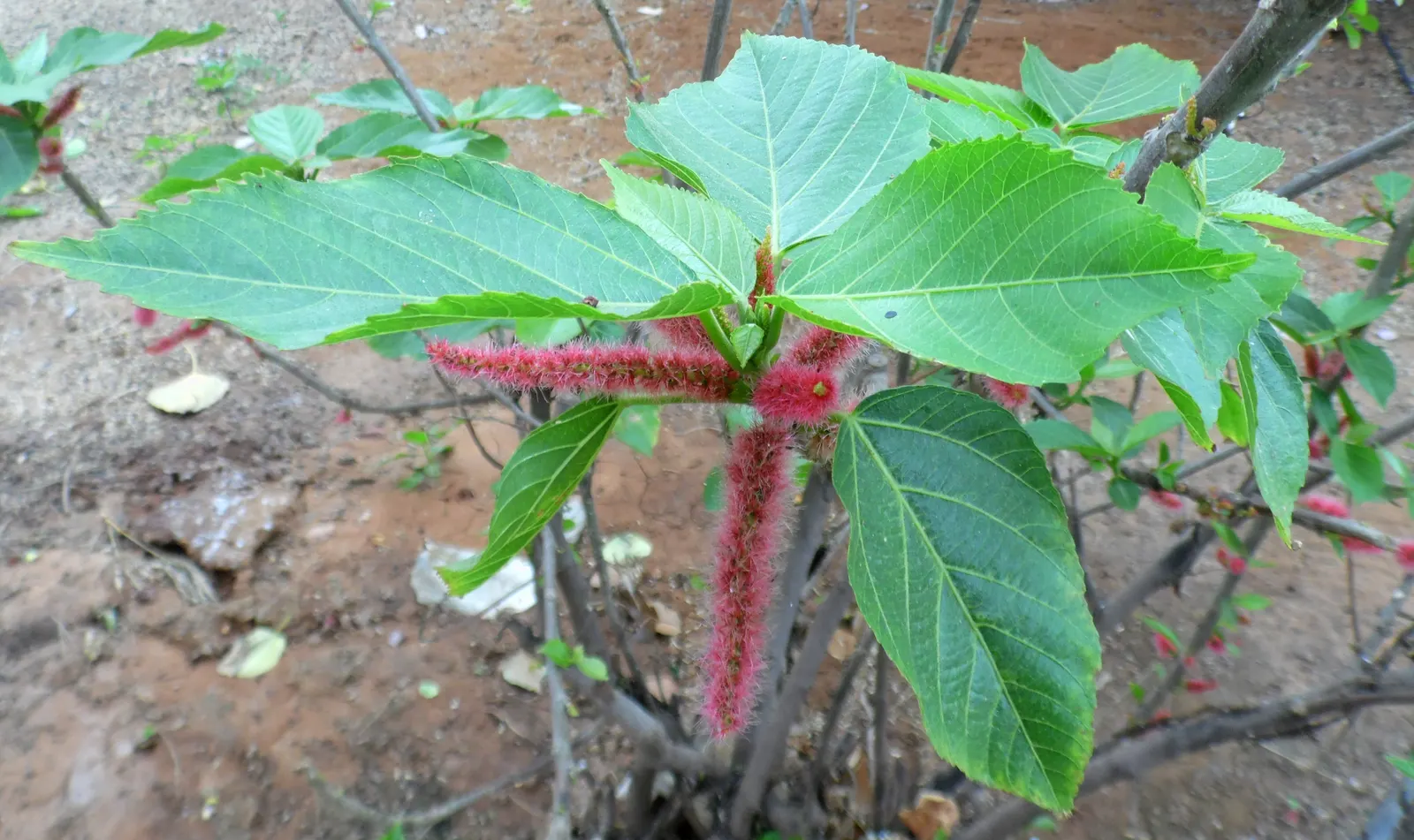 Chenille Plant (Acalypha hispida) — succulent with red and yellow blooms