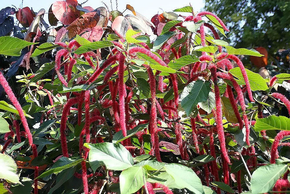 Chenille Plant (Acalypha hispida) — succulent for full or half