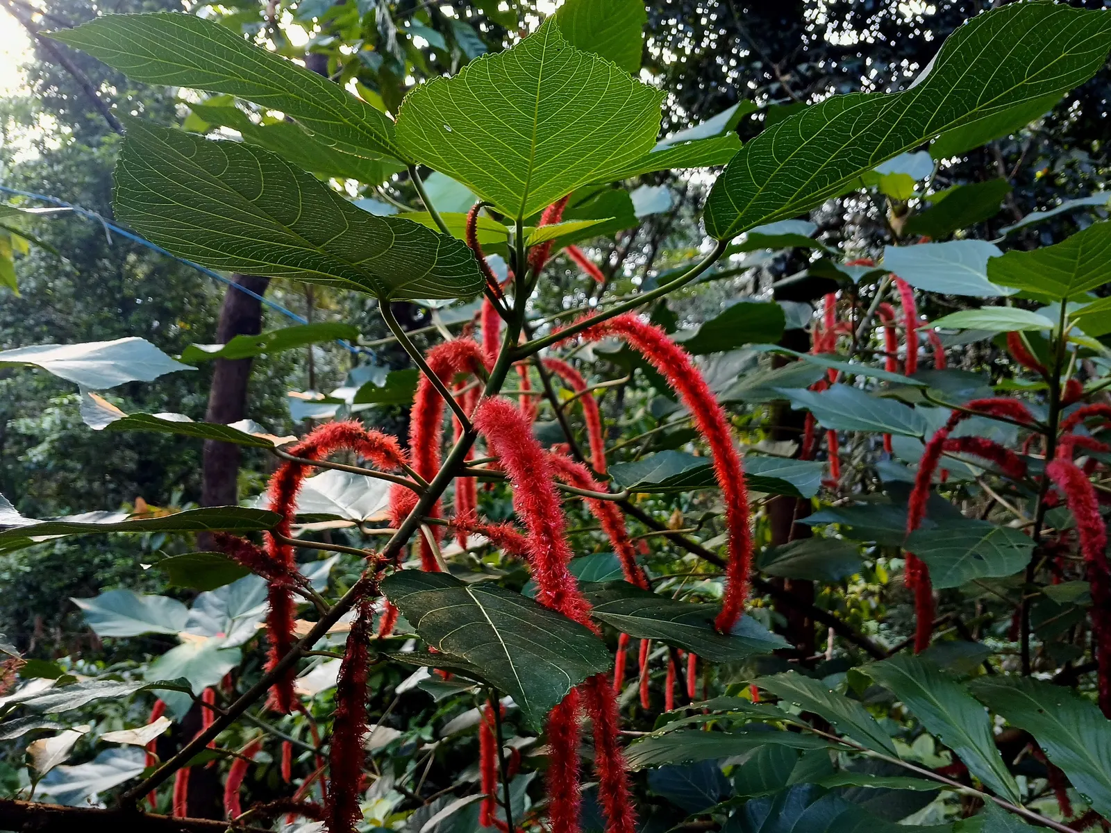 Chenille Plant (Acalypha hispida) — This drought-tolerant plant thrives in well-draining soil and requires full to partial sunlight; is a succulent, image 52