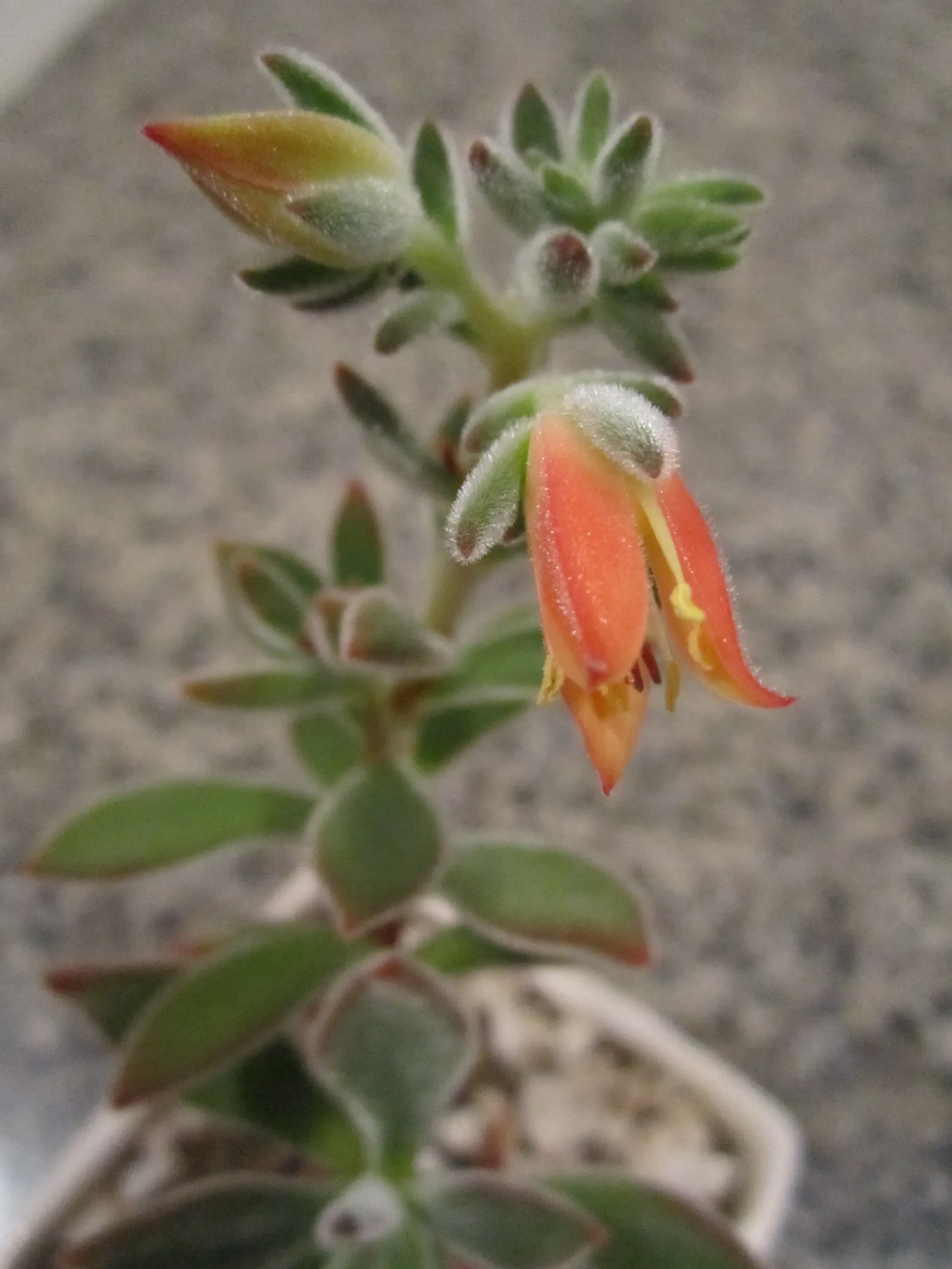 Chenille Plant (Acalypha hispida) — It requires full sun to partial shade; in areas with intense sunlight; will provide a year-round interest due, image 89