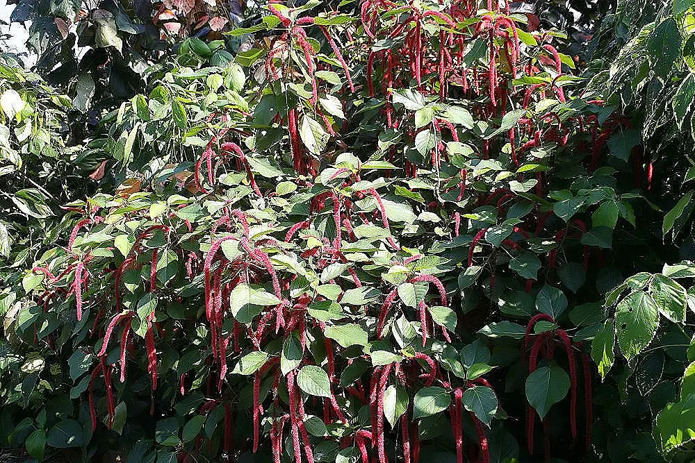 Chenille Plant (Acalypha hispida) — is a succulent featuring plush; this drought-tolerant plant thrives in well-draining soil and requires full to, image 49