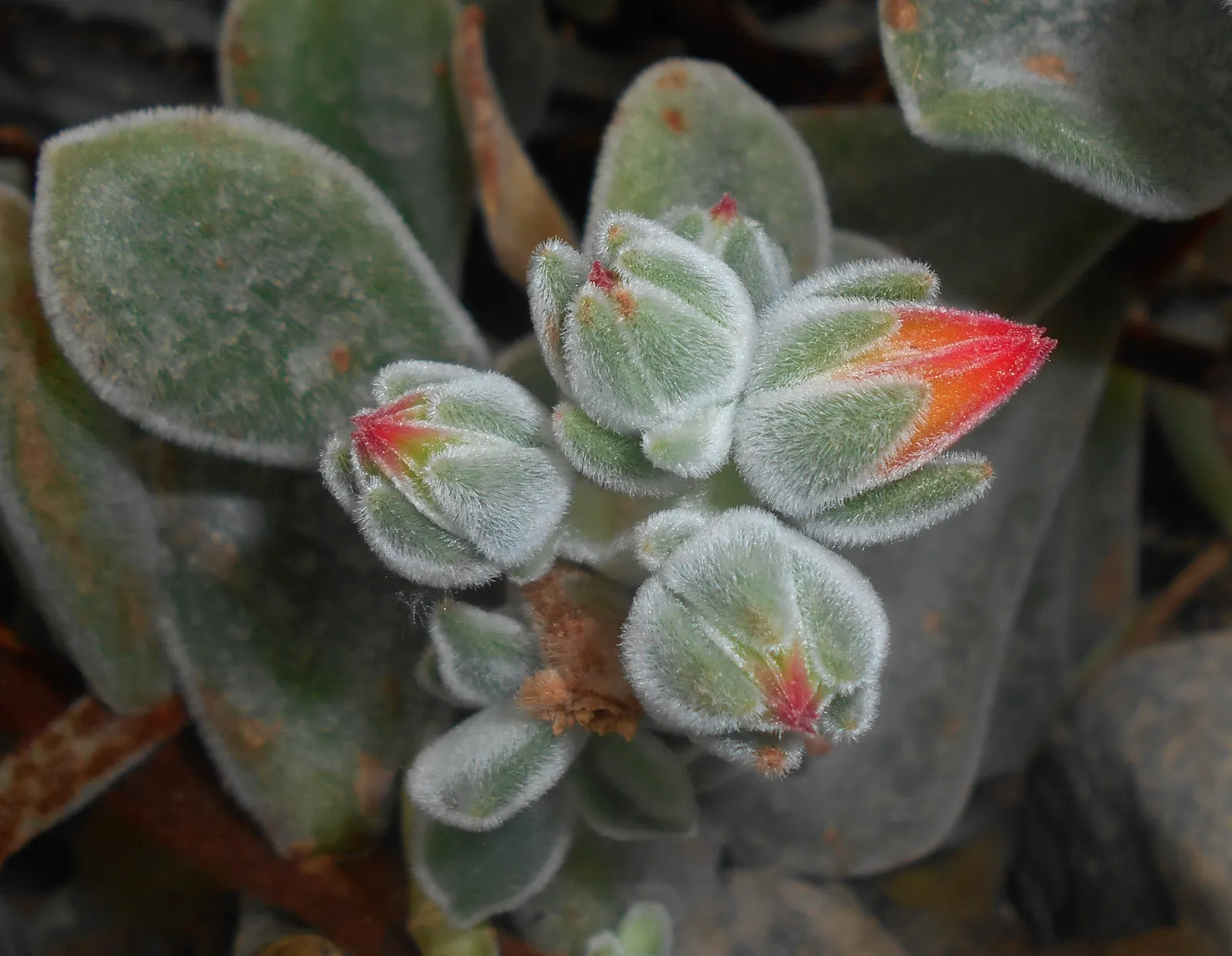 Chenille Plant (Acalypha hispida) — Space 6-9 inches apart for best effect; red and yellow flowers in the garden, image 79