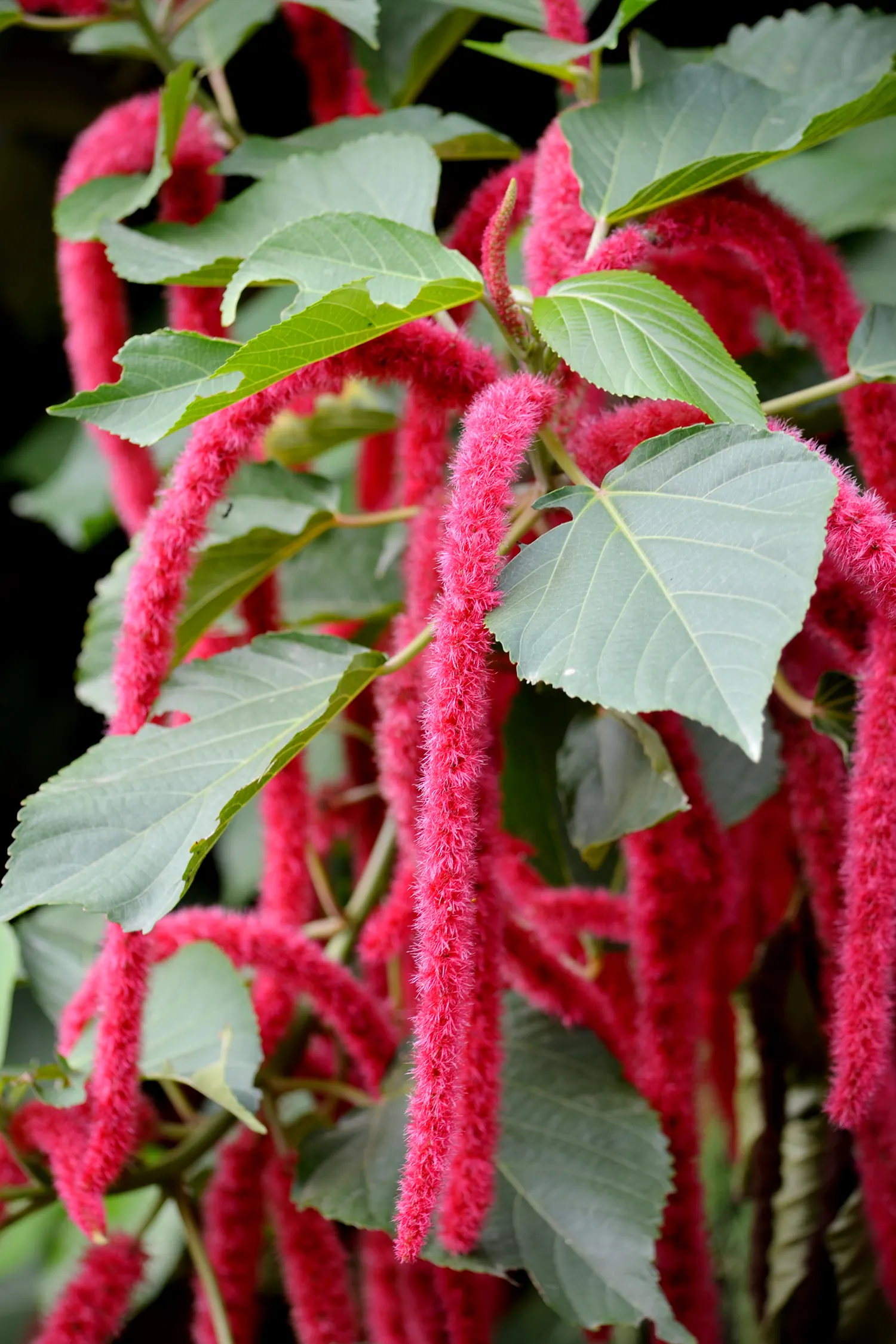Chenille Plant (Acalypha hispida) — it creates visual interest with its ornate textures and produces orange-red flowers in spring; commonly known, image 149