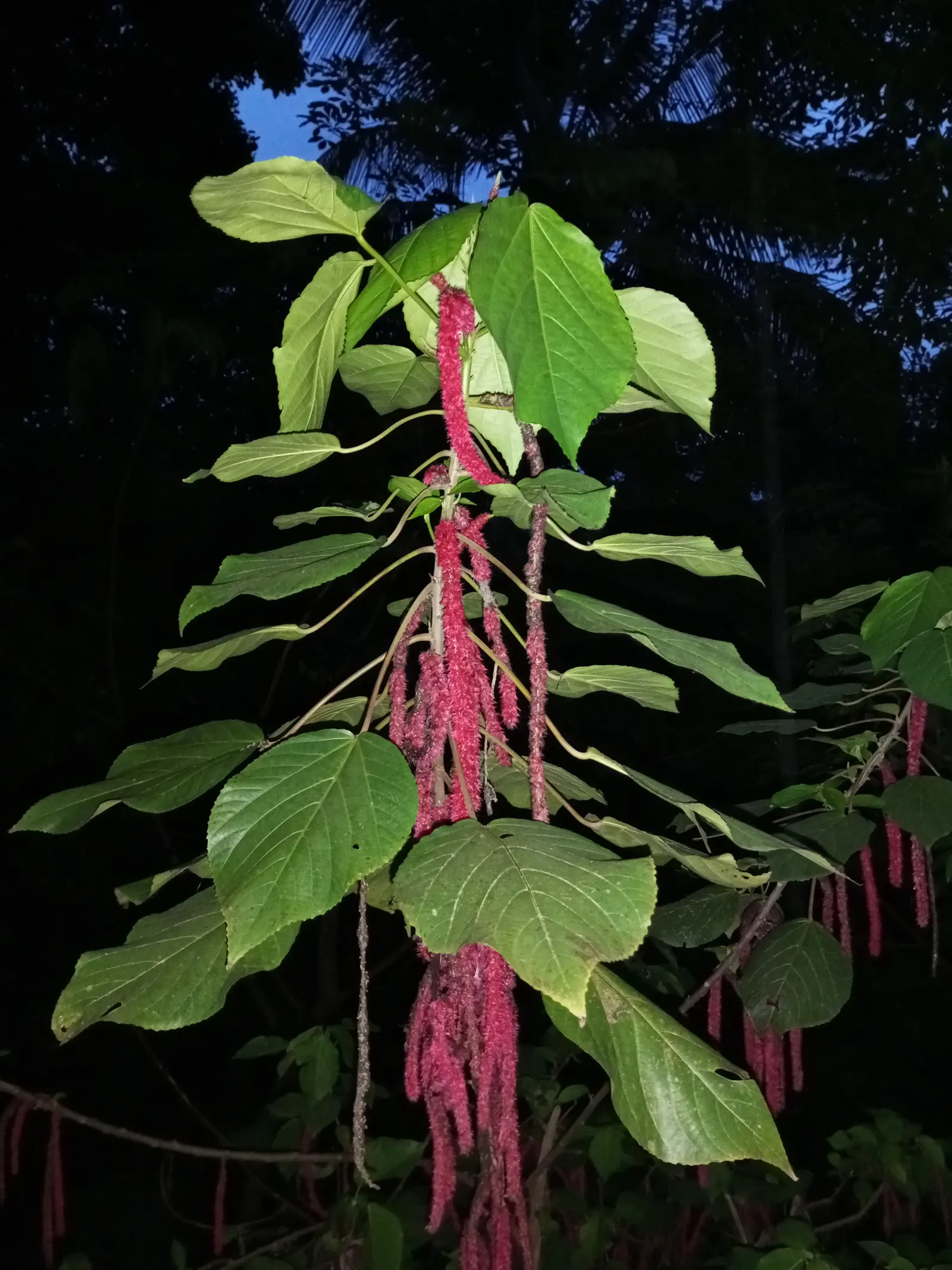 Chenille Plant (Acalypha hispida) — succulent for full or half; its easy-care nature makes it an excellent choice for gardeners of all levels