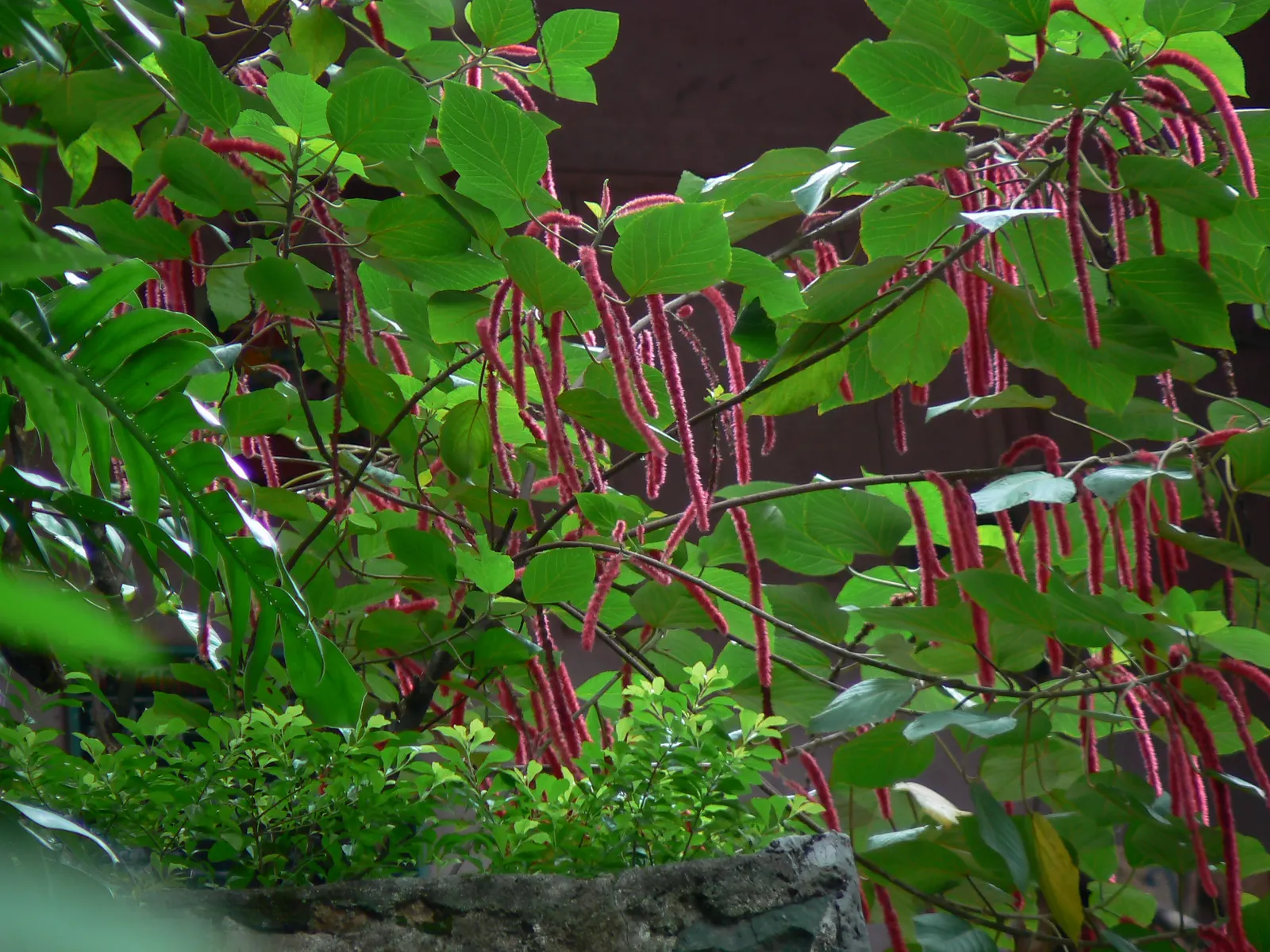 Chenille Plant (Acalypha hispida) — This frost-tender perennial is compact in nature; these blooms typically appear in late winter through spring