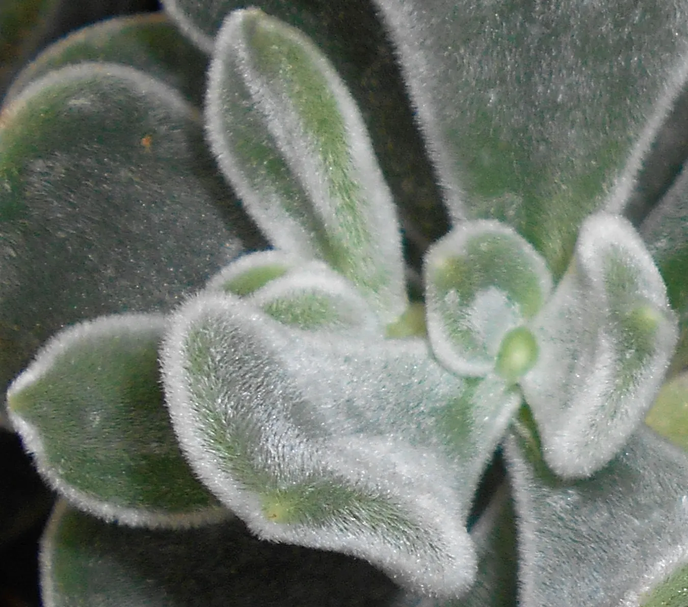 Chenille Plant (Acalypha hispida) — maintain a watering schedule that allows the soil to dry out between watering; its unique appearance is, image 115