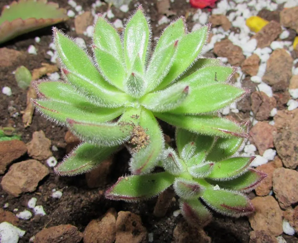 Chenille Plant (Acalypha hispida) — Space 6-9 inches apart for best effect; red and yellow flowers in the garden, image 55