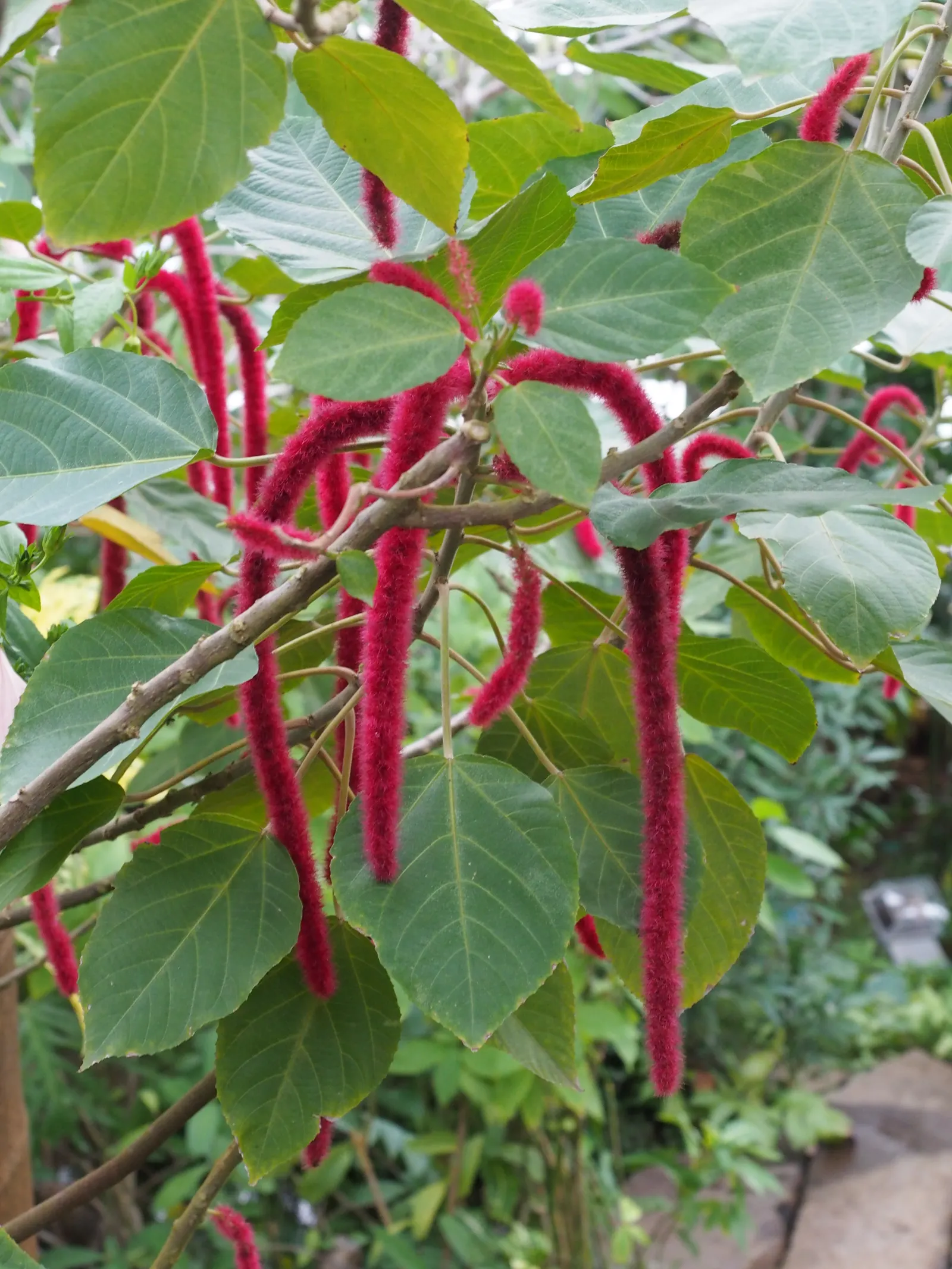 Chenille Plant (Acalypha hispida) — These blooms typically appear in late winter through spring; this frost-tender perennial is compact in nature, image 112