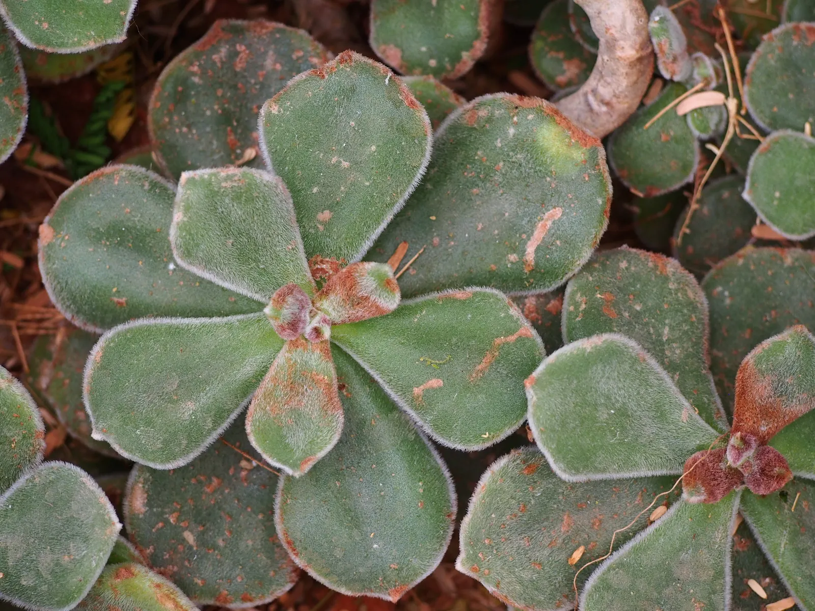 Chenille Plant (Acalypha hispida) — adding a vibrant contrast; adding a dash of vibrant contrast against the foliage, image 78