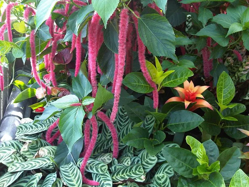Chenille Plant (Acalypha hispida) — commonly known as the Chenille Plant or Plush Plant; it creates visual interest with its ornate textures and, image 56