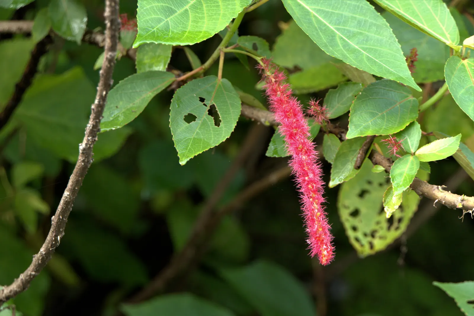 Chenille Plant (Acalypha hispida) — adding a dash of vibrant contrast against the foliage; adding a vibrant contrast, image 63