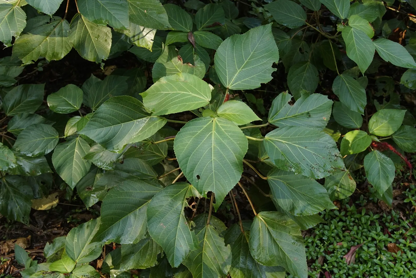Chenille Plant (Acalypha hispida) — commonly known as the Chenille Plant or Plush Plant; it creates visual interest with its ornate textures and, image 128
