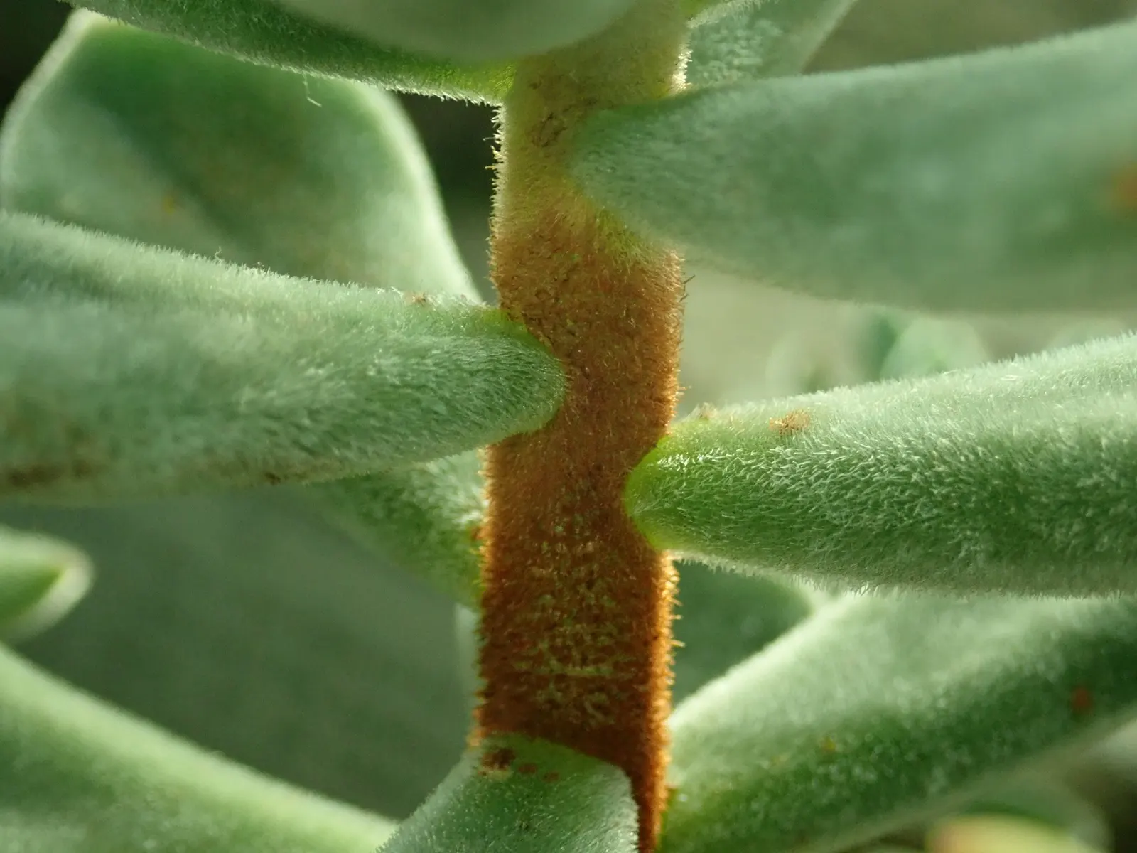 Chenille Plant (Acalypha hispida) — silver-green rosettes reaching up to 5 inches in diameter; silver-green leaves that are covered with fine hairs