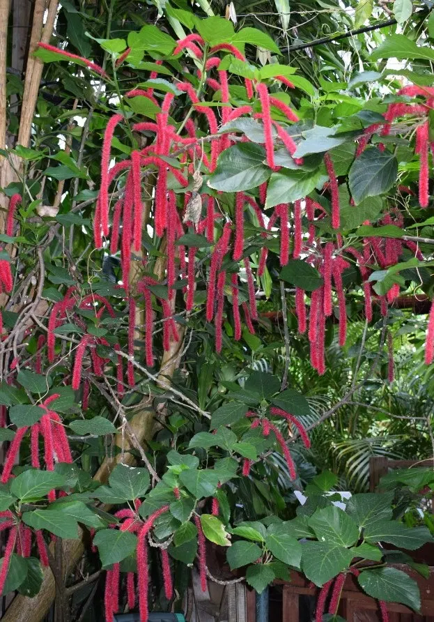 Chenille Plant (Acalypha hispida) — red and yellow flowers in the garden; space 6-9 inches apart for best effect, image 70
