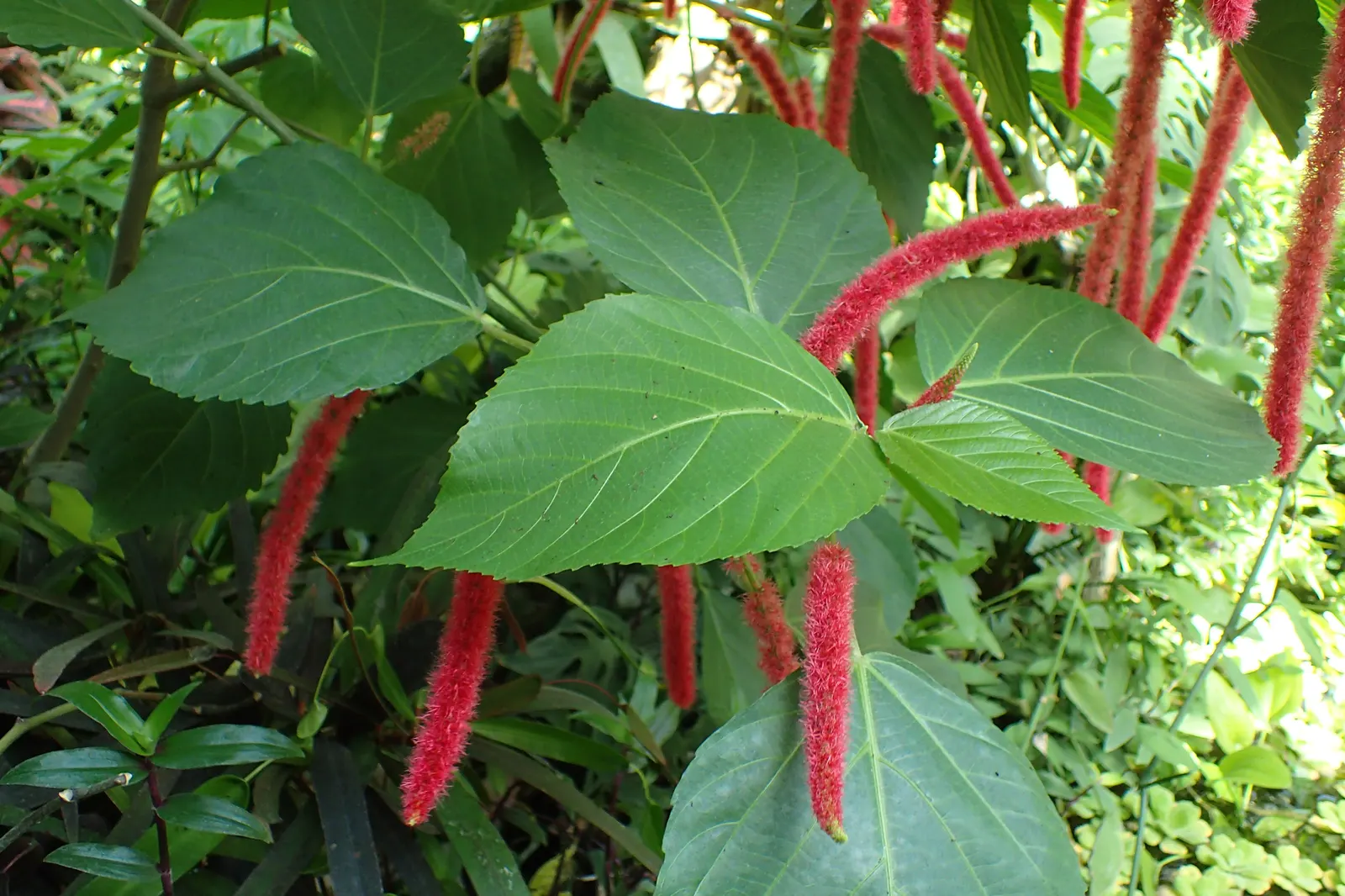 Chenille Plant (Acalypha hispida) — will provide a year-round interest due to its plush foliage and seasonal blooms; it requires full sun to, image 140