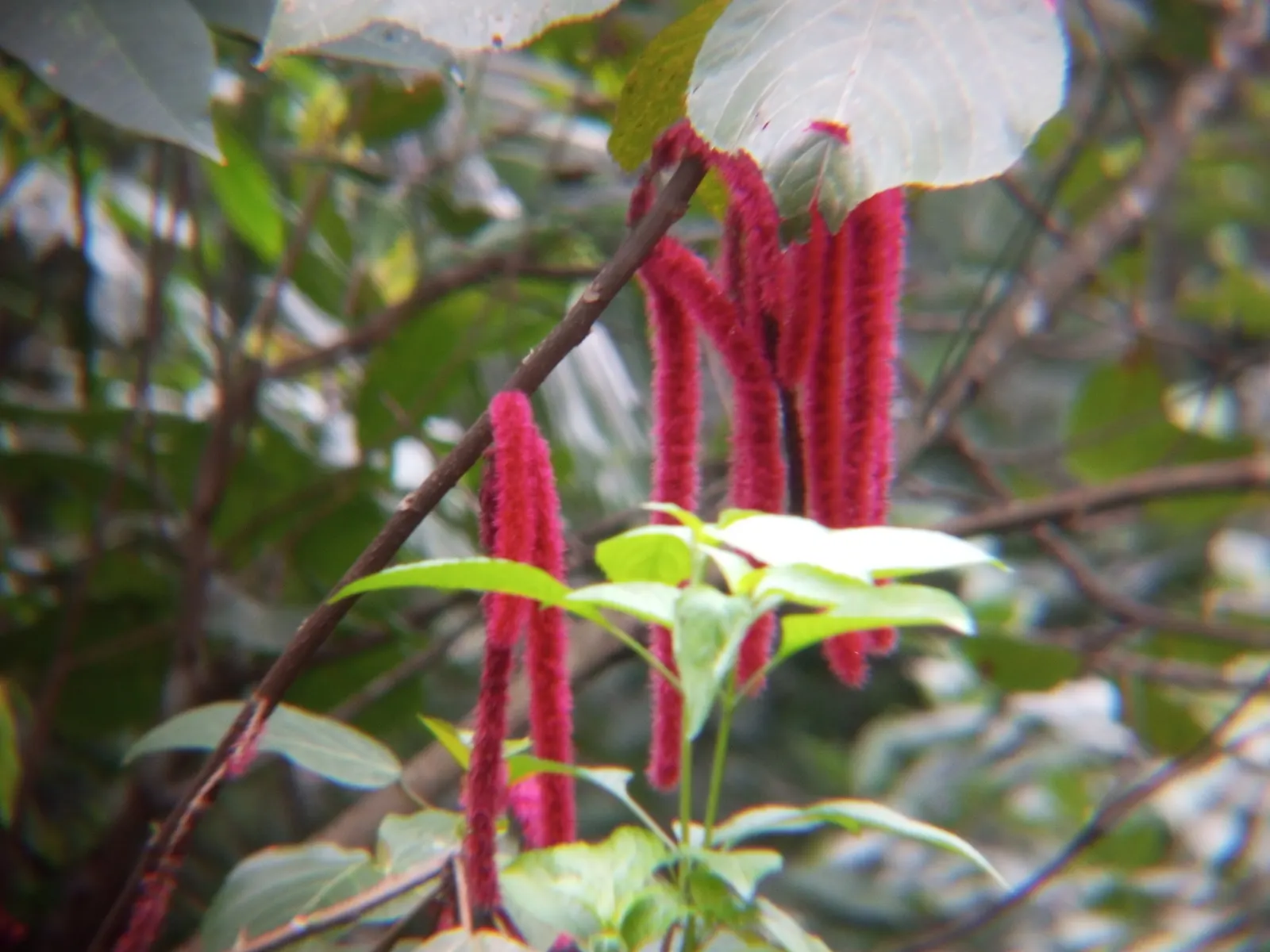 Chenille Plant (Acalypha hispida) — maintain a watering schedule that allows the soil to dry out between watering
