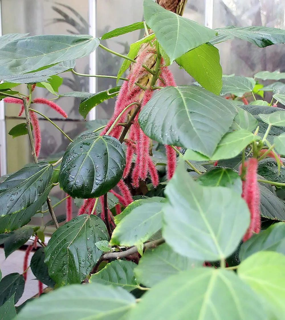 Chenille Plant (Acalypha hispida) — Its unique appearance is characterized by plush