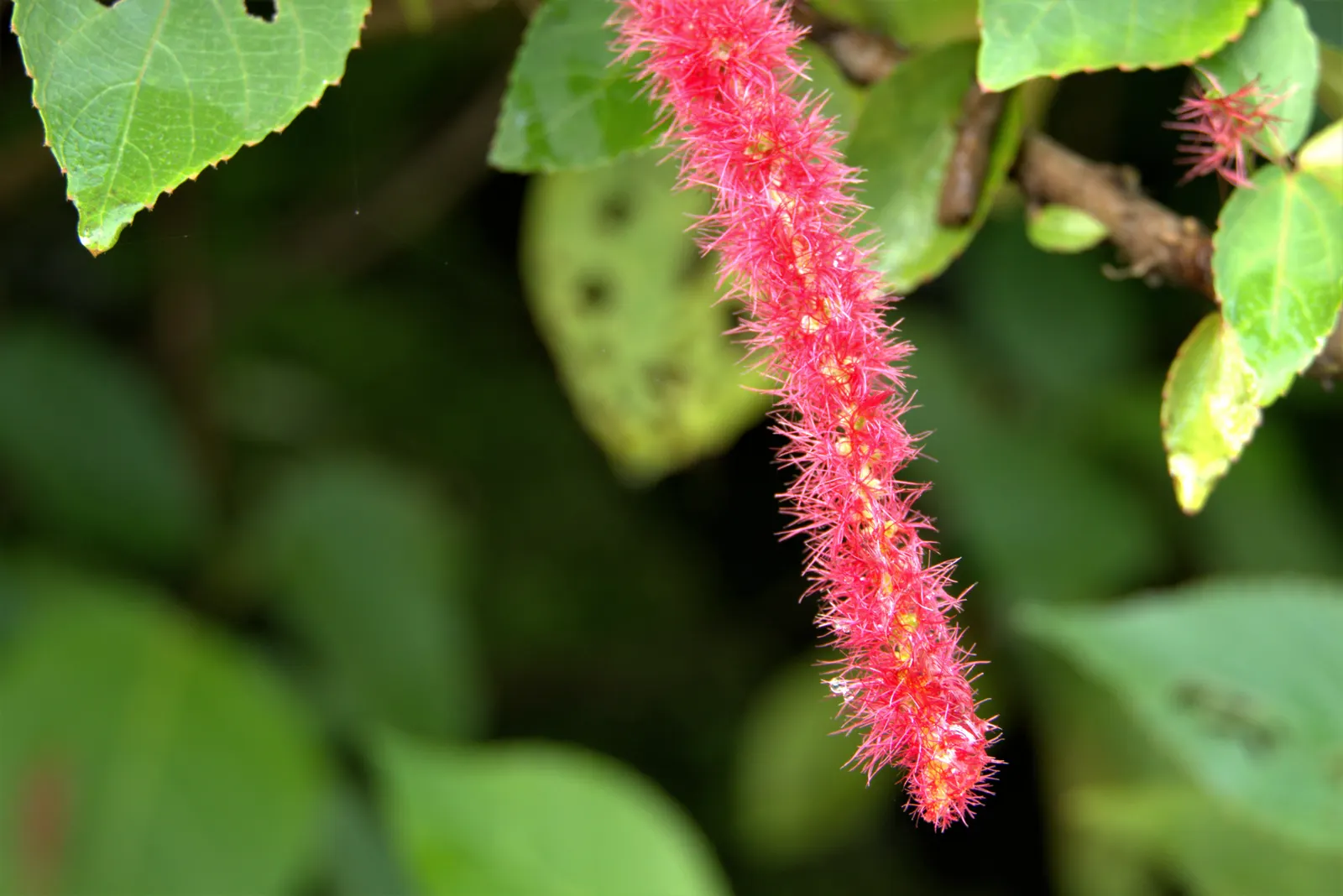 Chenille Plant (Acalypha hispida) — Space 6-9 inches apart for best effect