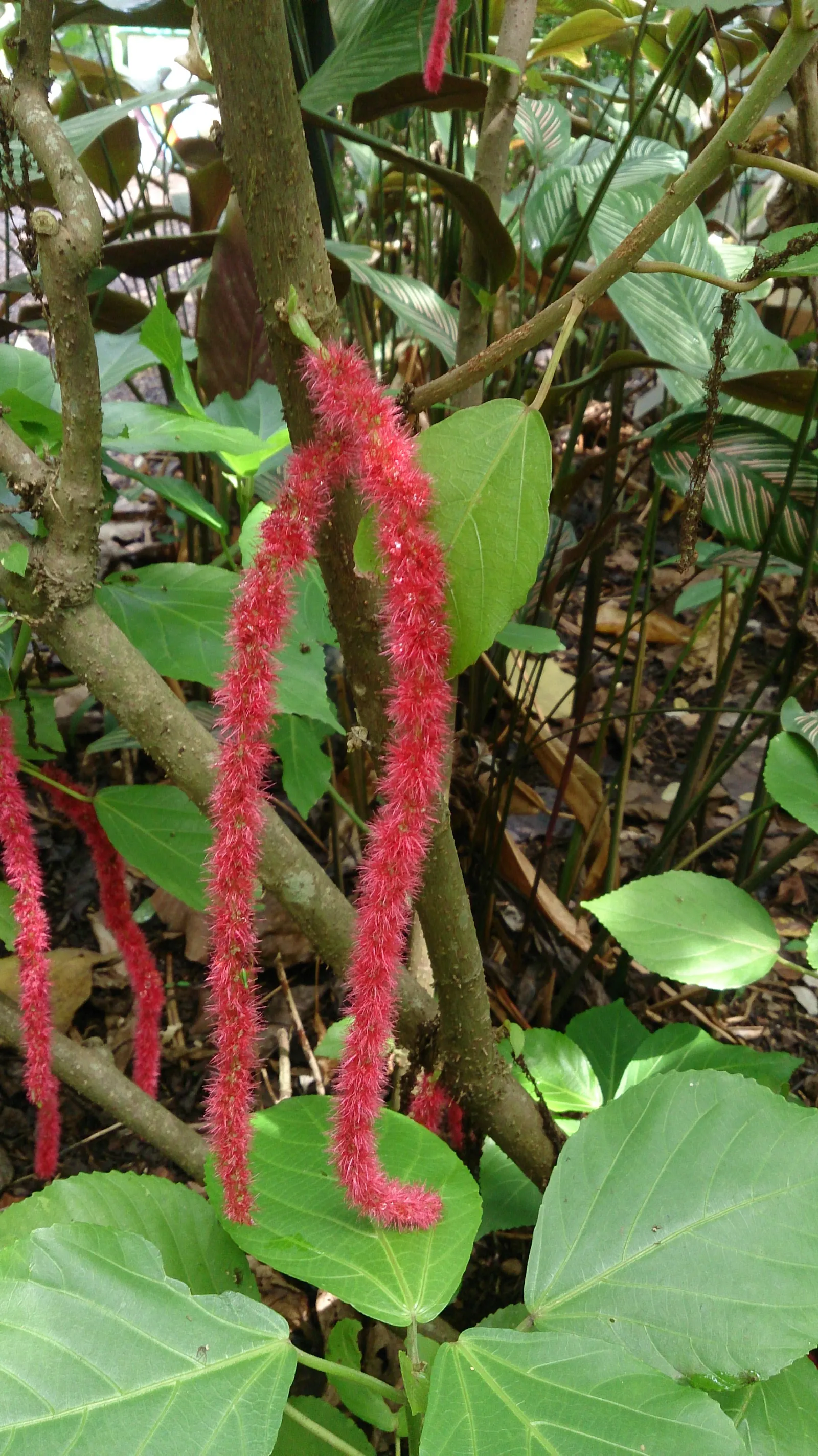 Chenille Plant (Acalypha hispida) — it creates visual interest with its ornate textures and produces orange-red flowers in spring; commonly known, image 125