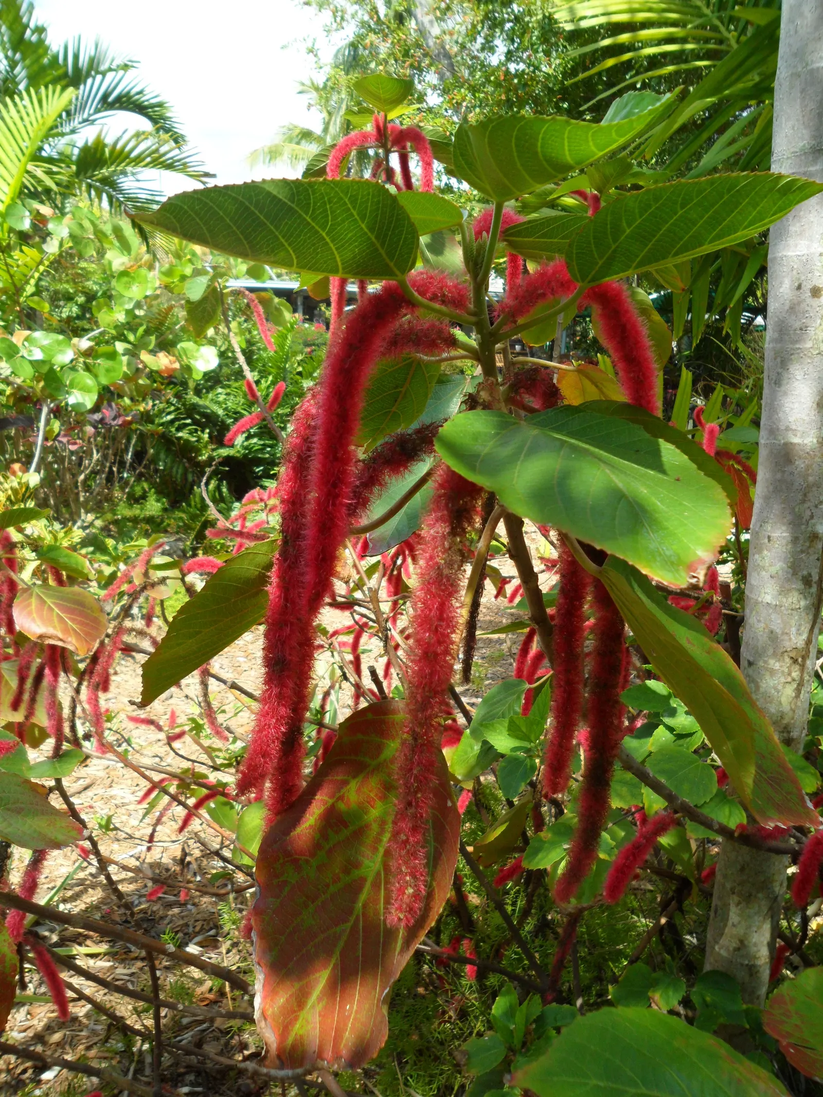 Chenille Plant (Acalypha hispida) — This drought-tolerant plant thrives in well-draining soil and requires full to partial sunlight; is a succulent, image 124