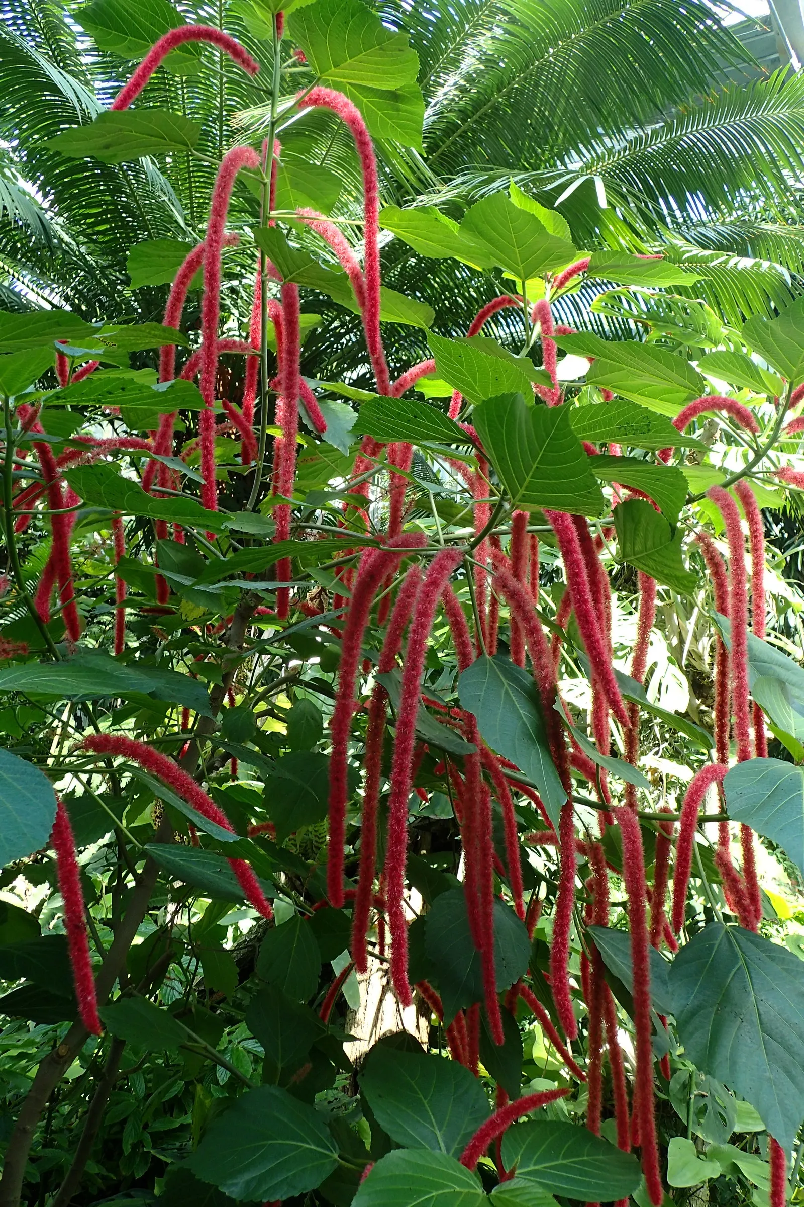 Chenille Plant (Acalypha hispida) — commonly known as the Chenille Plant or Plush Plant