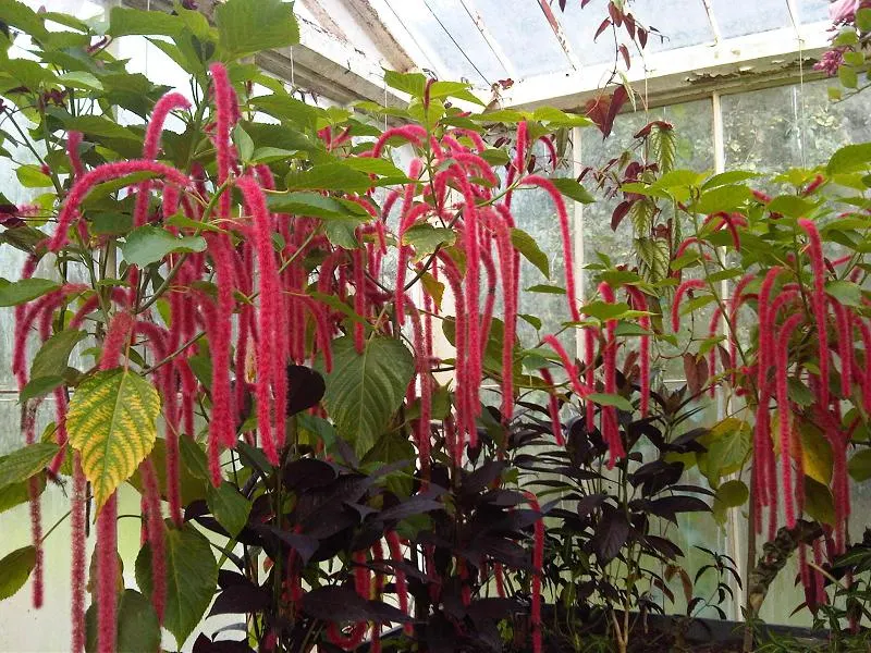 Chenille Plant (Acalypha hispida) — Velvet-like hairs cover its fleshy leaves, enhancing its tactile appeal; some afternoon shade is recommended to, image 75