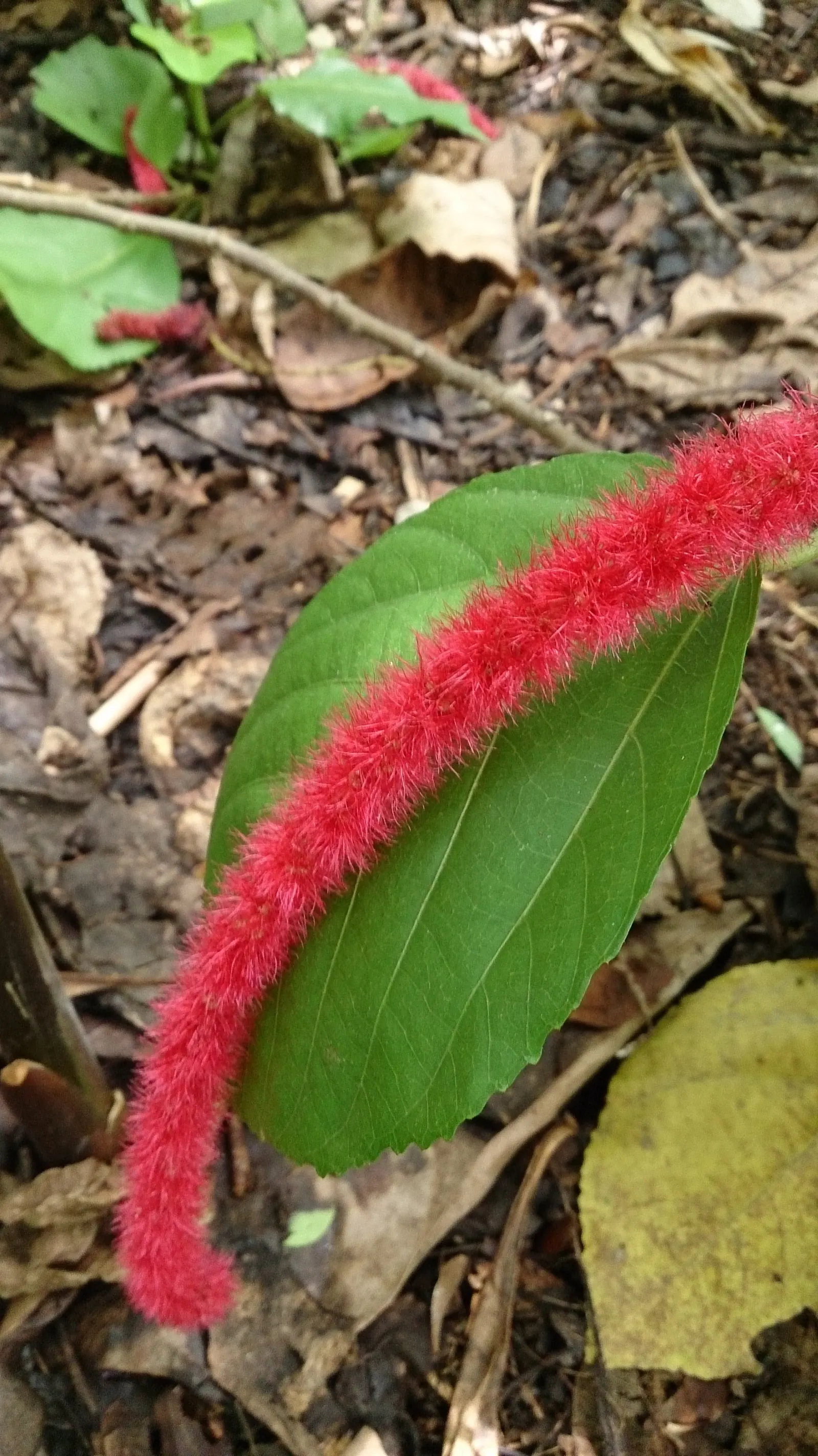 Chenille Plant (Acalypha hispida) — silver-green leaves that are covered with fine hairs