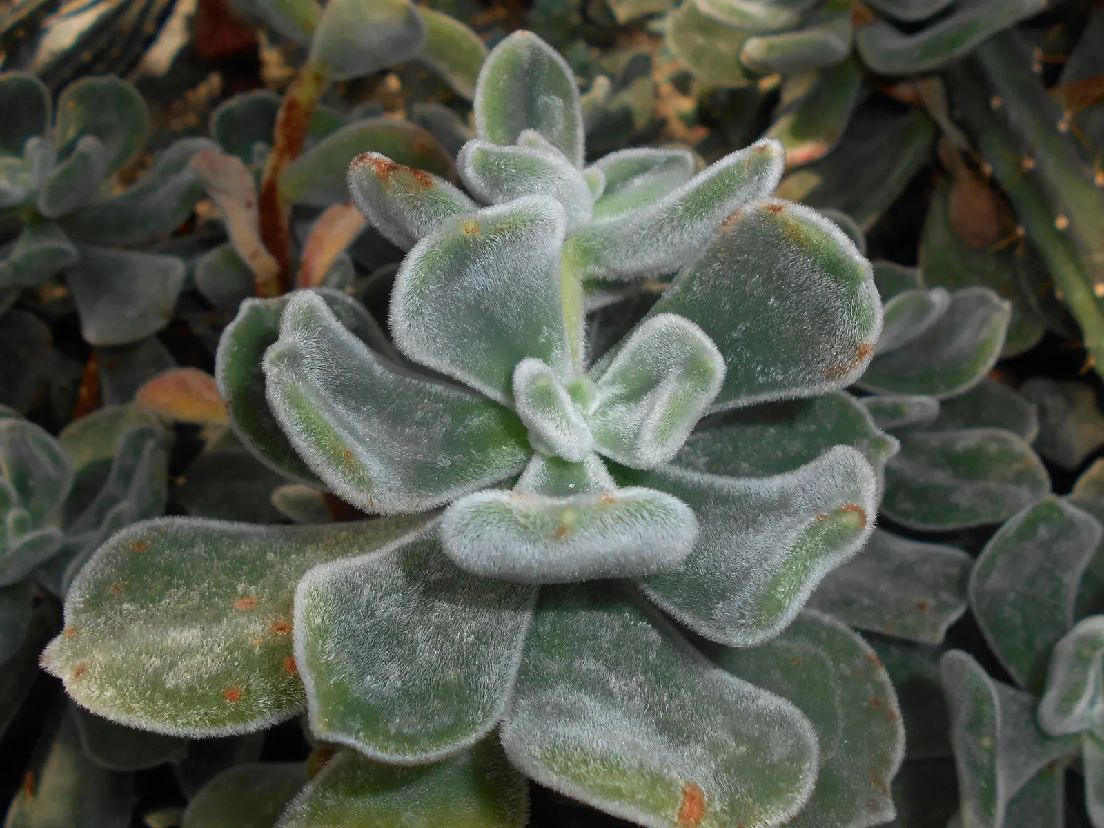 Chenille Plant (Acalypha hispida) — adding a dash of vibrant contrast against the foliage; adding a vibrant contrast, image 135
