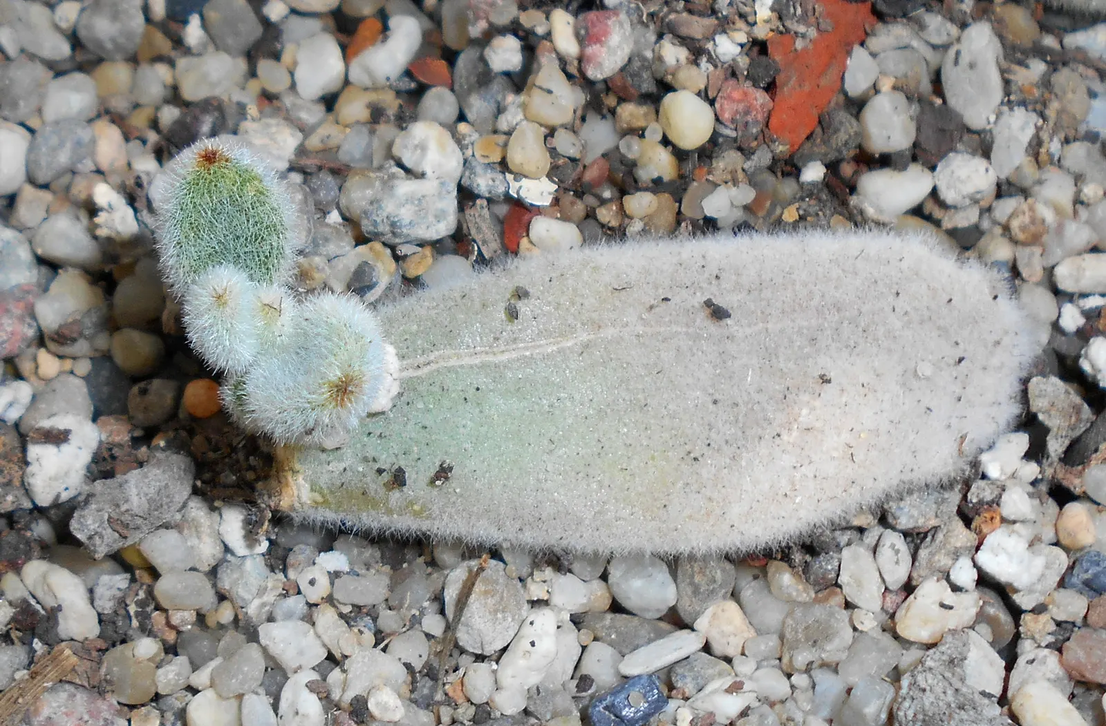 Chenille Plant (Acalypha hispida) — It requires full sun to partial shade; in areas with intense sunlight; will provide a year-round interest due, image 113