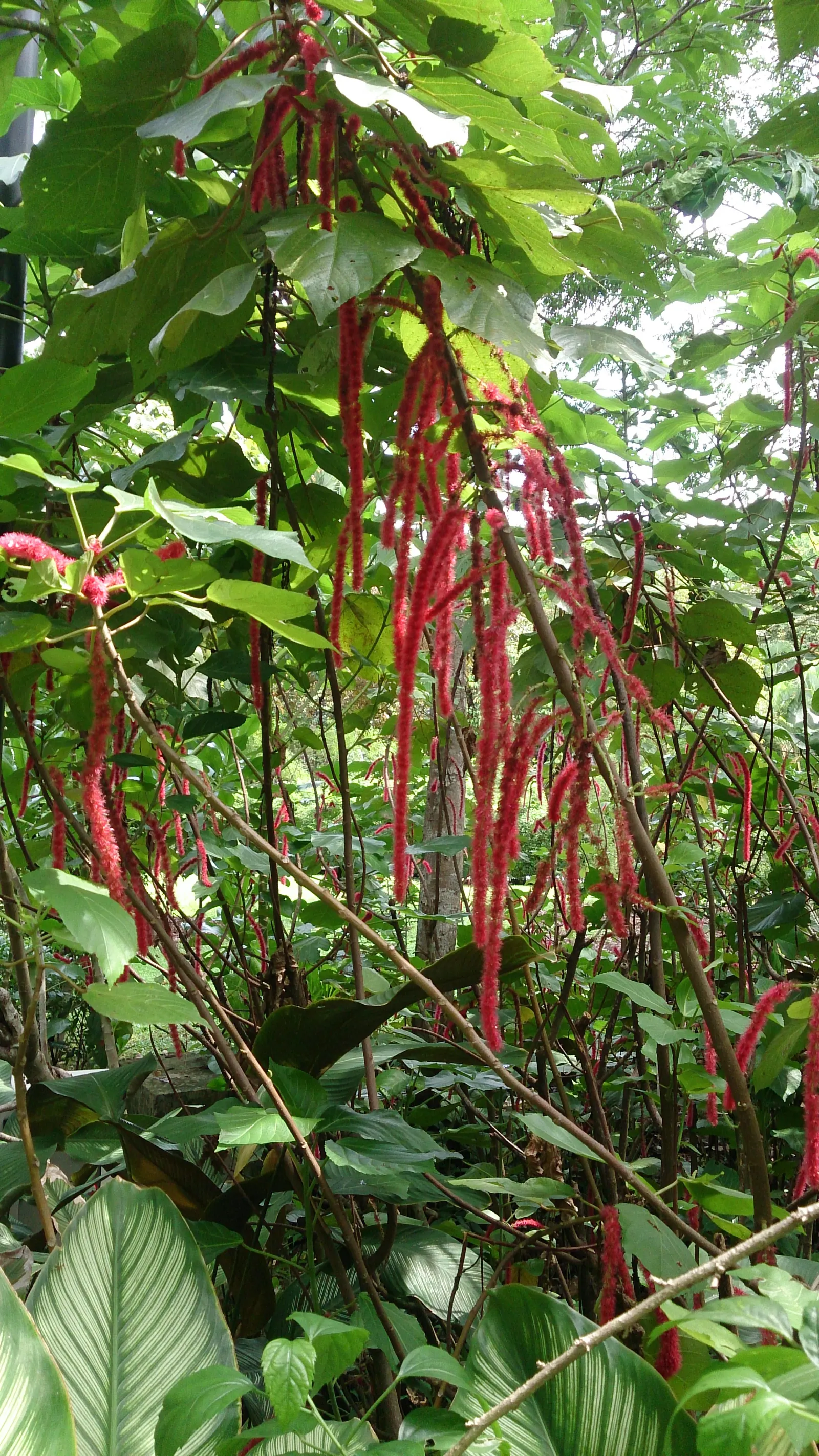 Chenille Plant (Acalypha hispida) — succulent for full or half; its easy-care nature makes it an excellent choice for gardeners of all levels, image 120