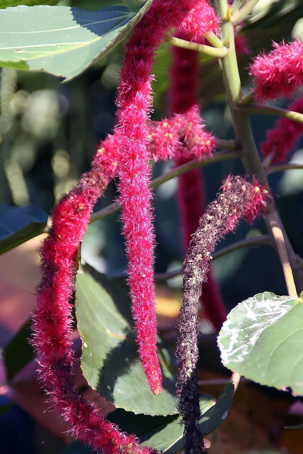 Chenille Plant (Acalypha hispida) — commonly known as the Chenille Plant or Plush Plant; it creates visual interest with its ornate textures and produces