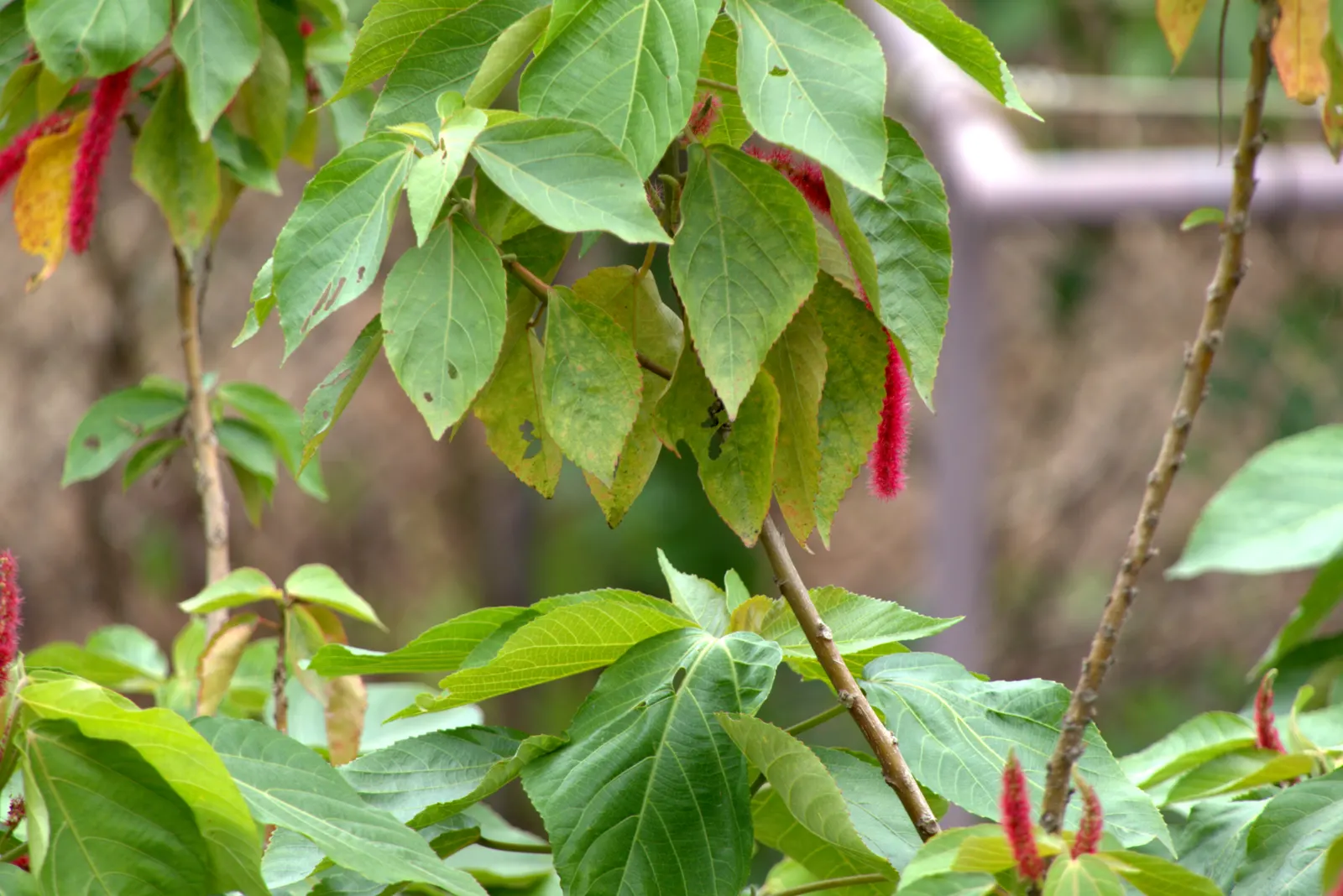 Chenille Plant (Acalypha hispida) — it creates visual interest with its ornate textures and produces orange-red flowers in spring; commonly known, image 77