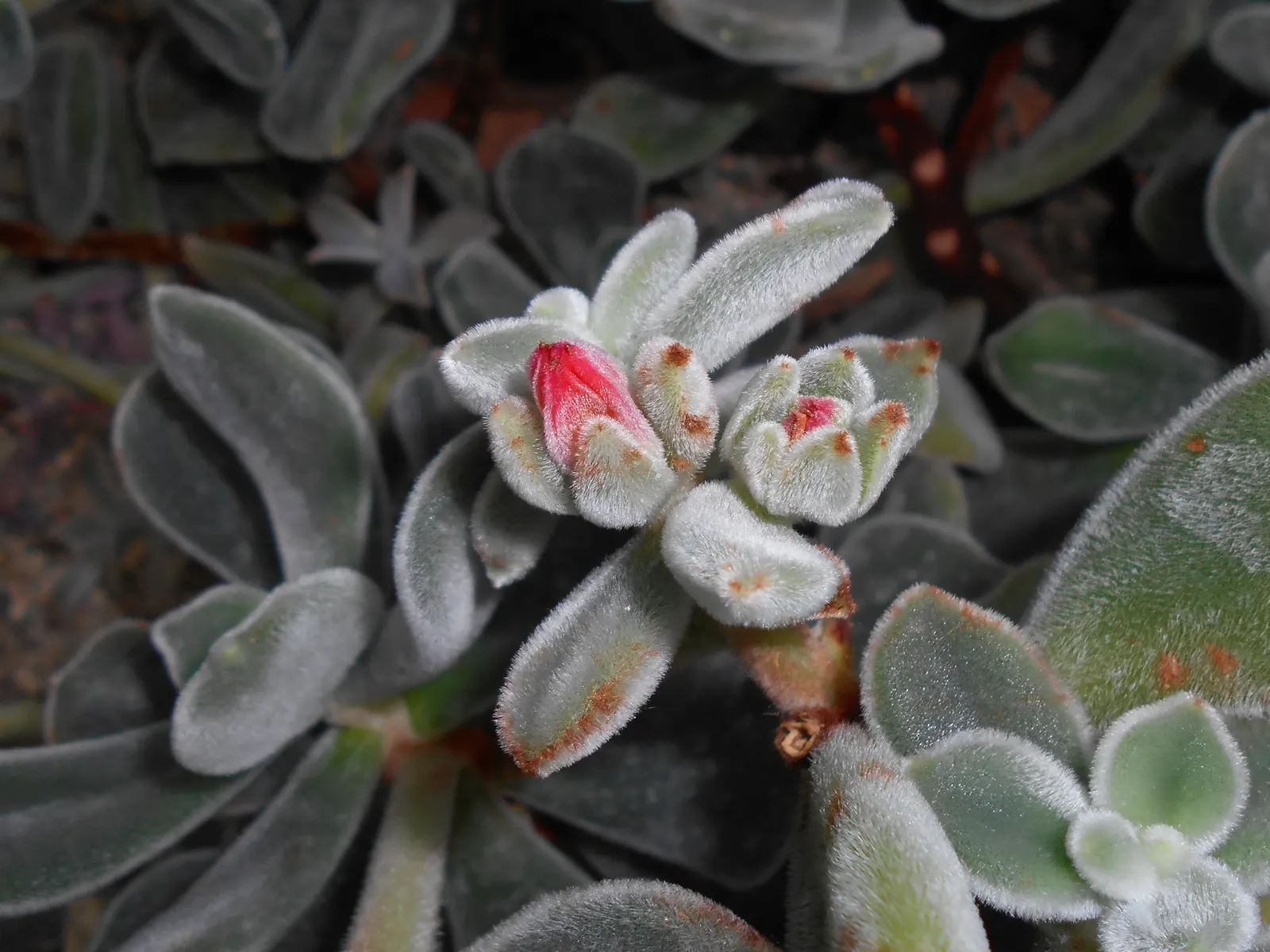 Chenille Plant (Acalypha hispida) — Velvet-like hairs cover its fleshy leaves, enhancing its tactile appeal; some afternoon shade is recommended to prevent