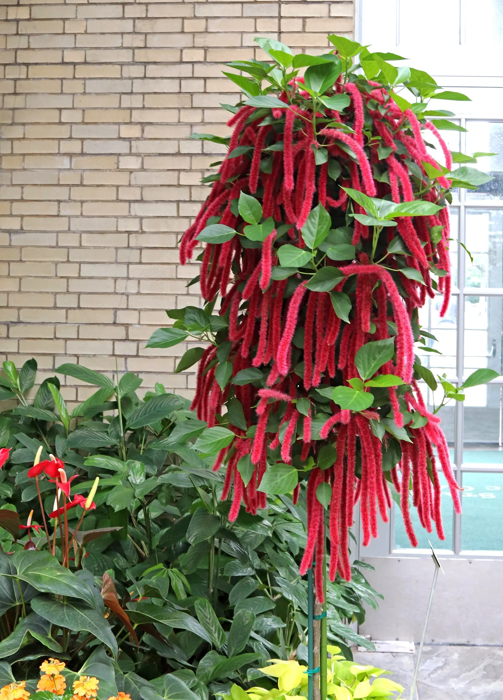 Chenille Plant (Acalypha hispida) — This drought-tolerant plant thrives in well-draining soil and requires full to partial sunlight; is a succulent, image 76