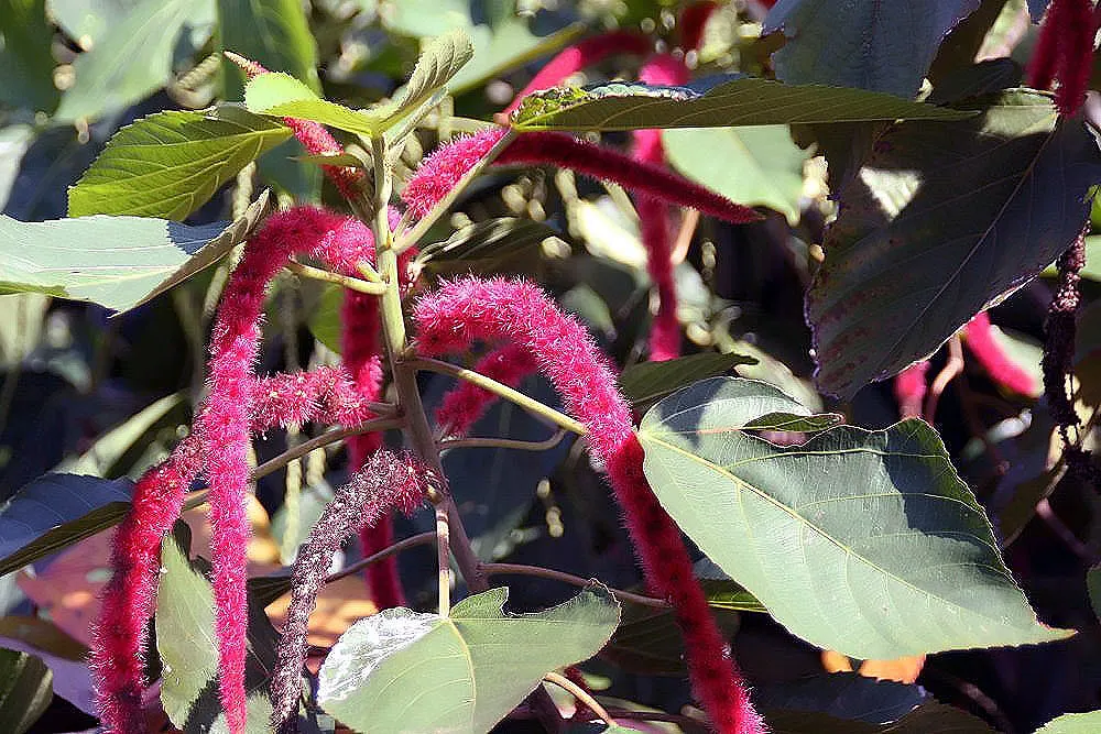 Chenille Plant (Acalypha hispida) — Its easy-care nature makes it an excellent choice for gardeners of all levels; succulent for full or half, image 93