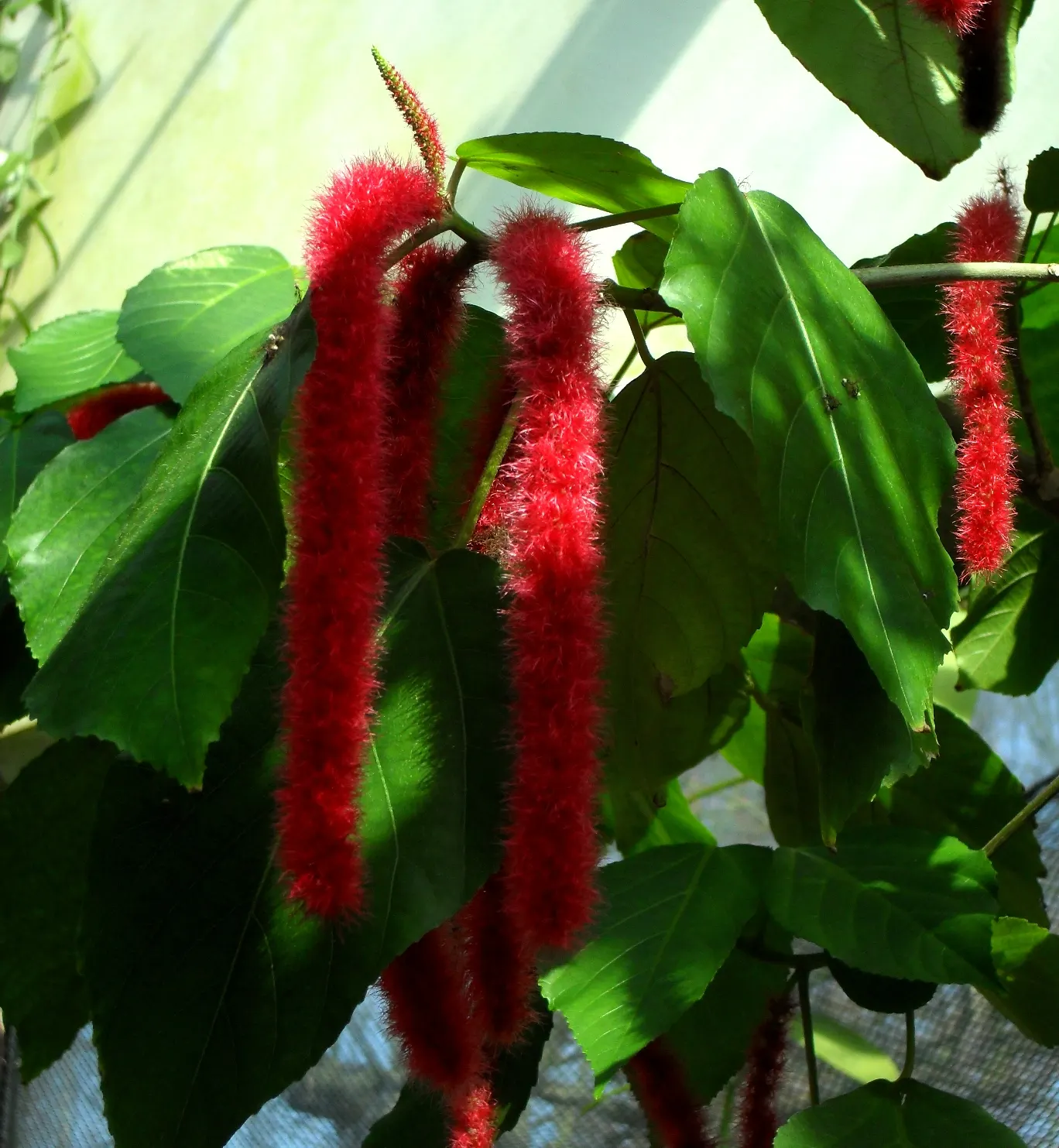 Chenille Plant (Acalypha hispida) — giving it a velvety texture and slightly silvery sheen; is a succulent native to semi-desert regions of Mexico, image 60