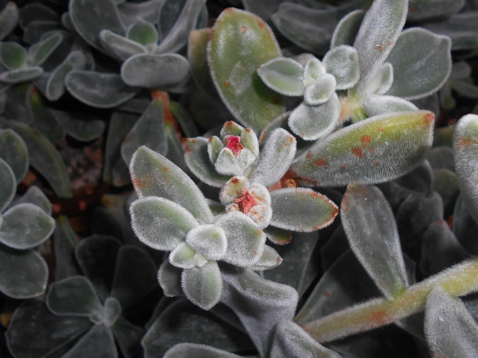 Chenille Plant (Acalypha hispida) — This frost-tender perennial is compact in nature; these blooms typically appear in late winter through spring, image 61