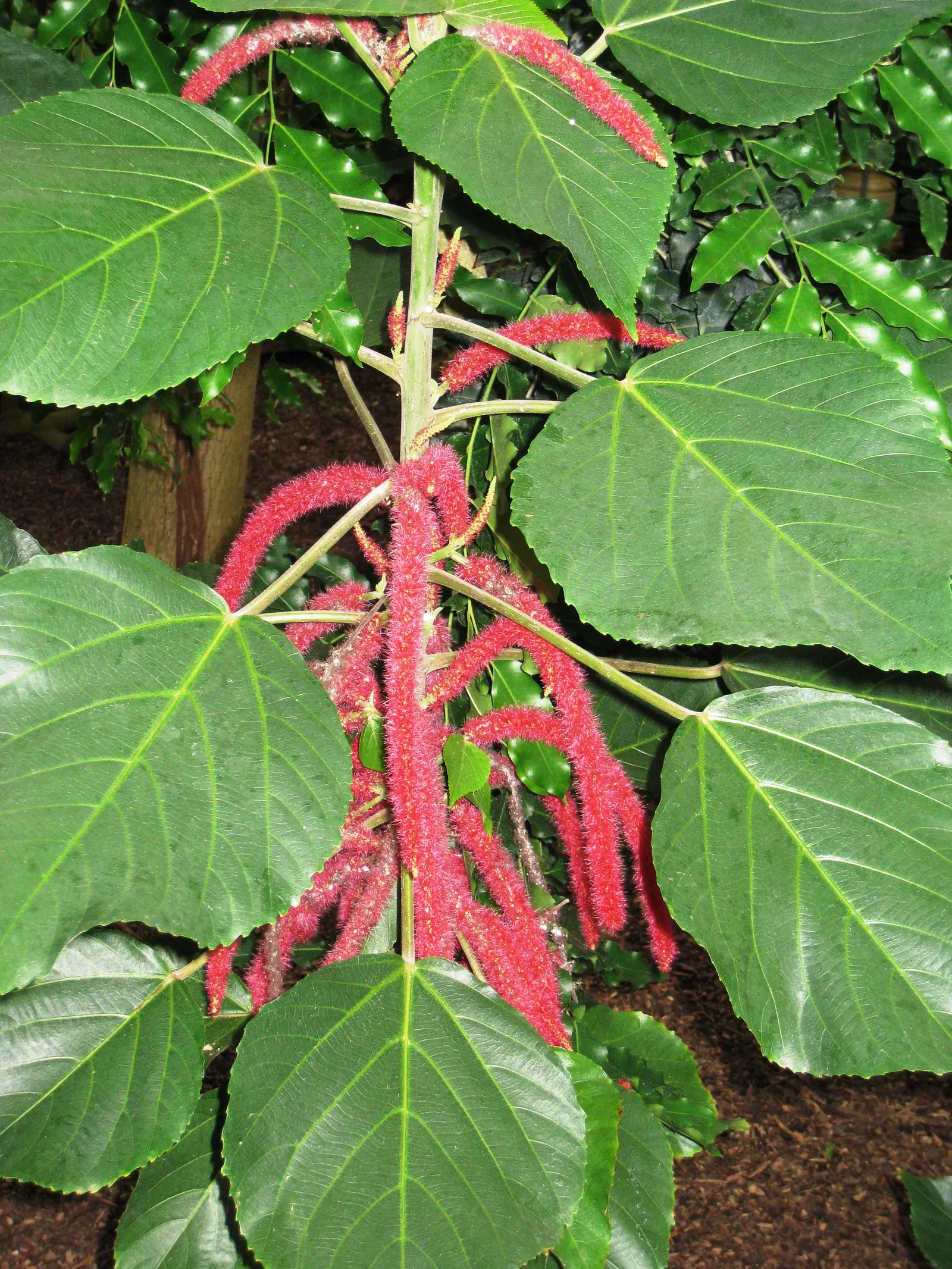 Chenille Plant (Acalypha hispida) — Its easy-care nature makes it an excellent choice for gardeners of all levels; succulent for full or half, image 141