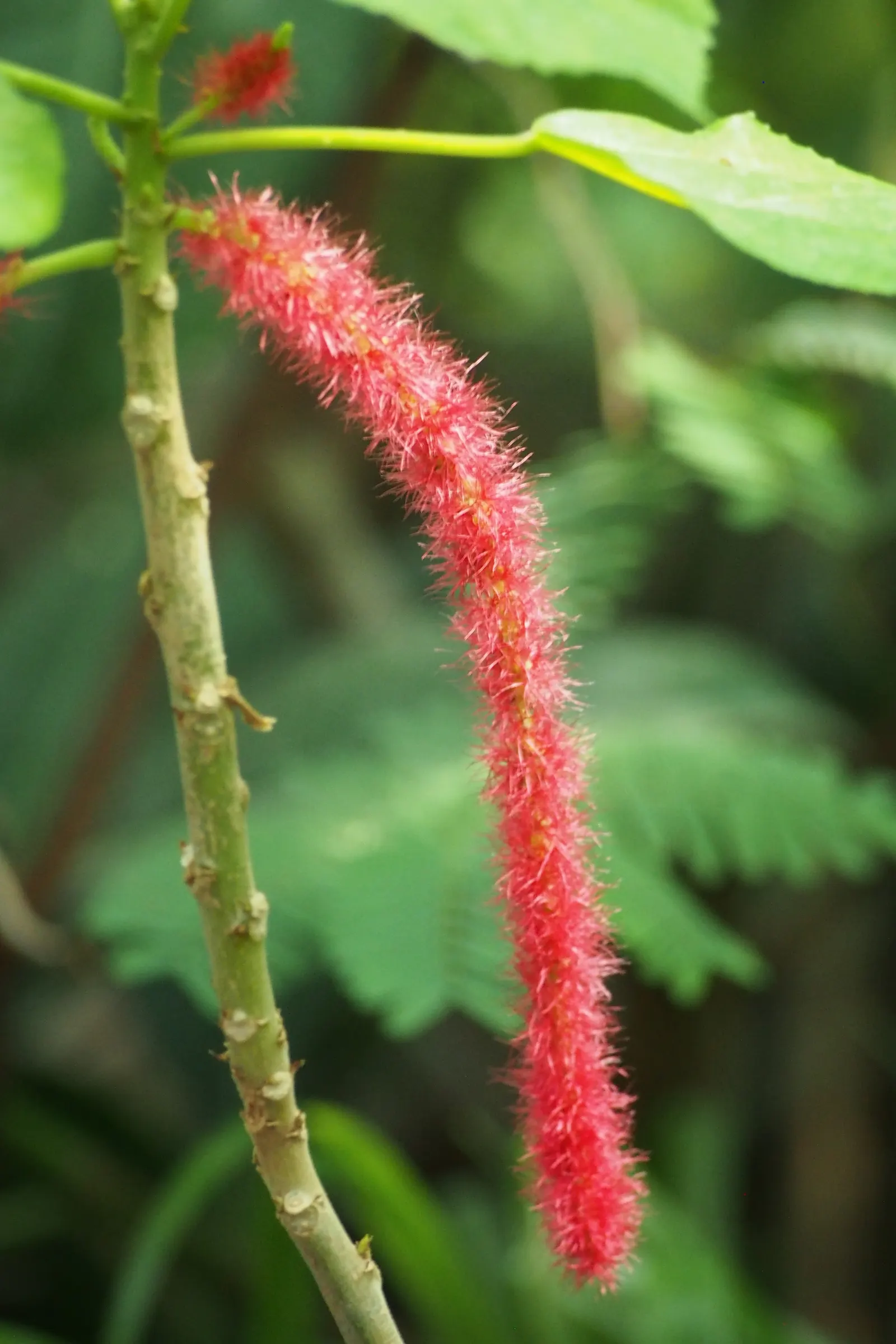 Chenille Plant (Acalypha hispida) — it creates visual interest with its ornate textures and produces orange-red flowers in spring; commonly known, image 101