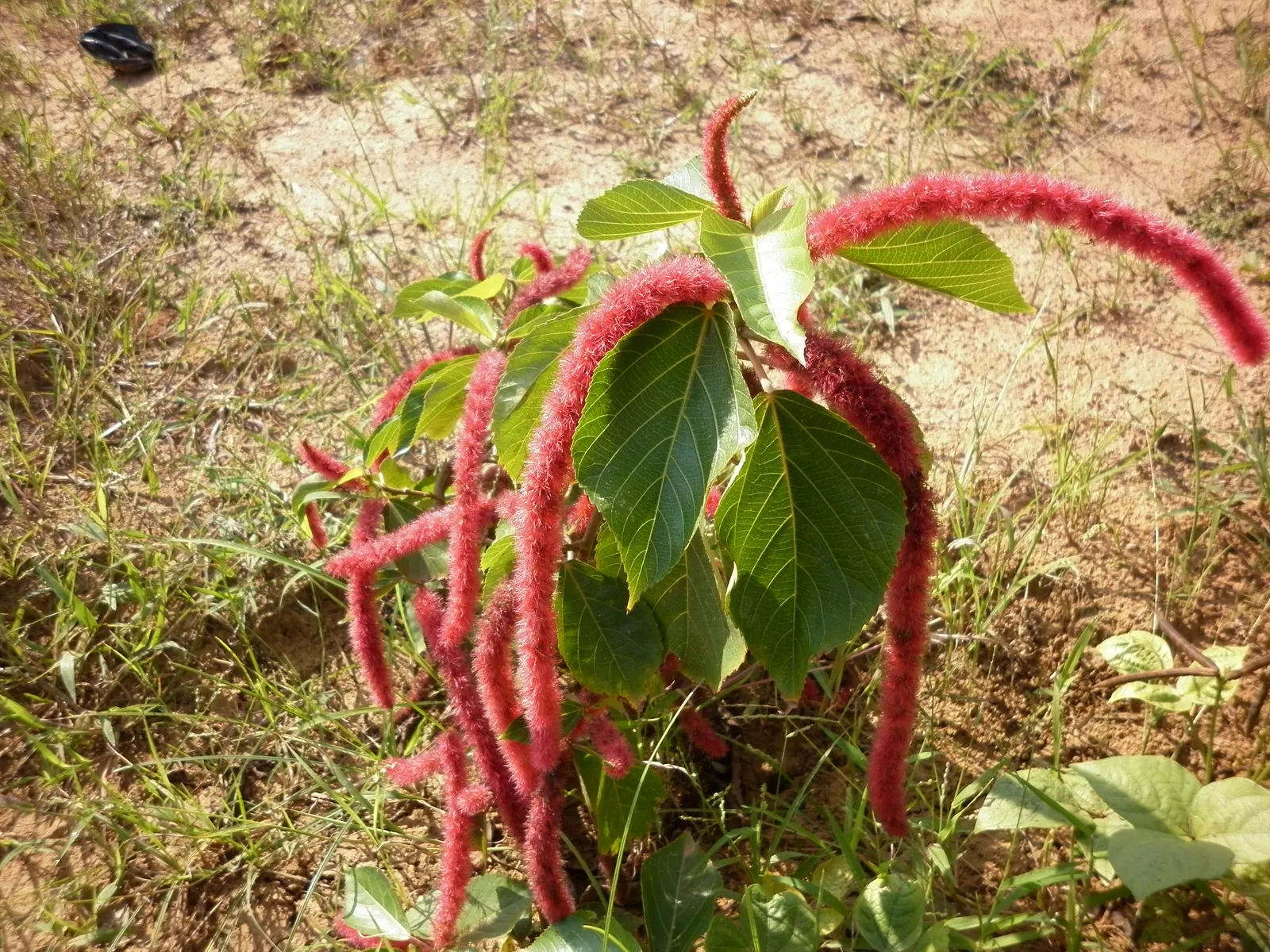 Chenille Plant (Acalypha hispida) — Its unique appearance is characterized by plush; maintain a watering schedule that allows the soil to dry out, image 106
