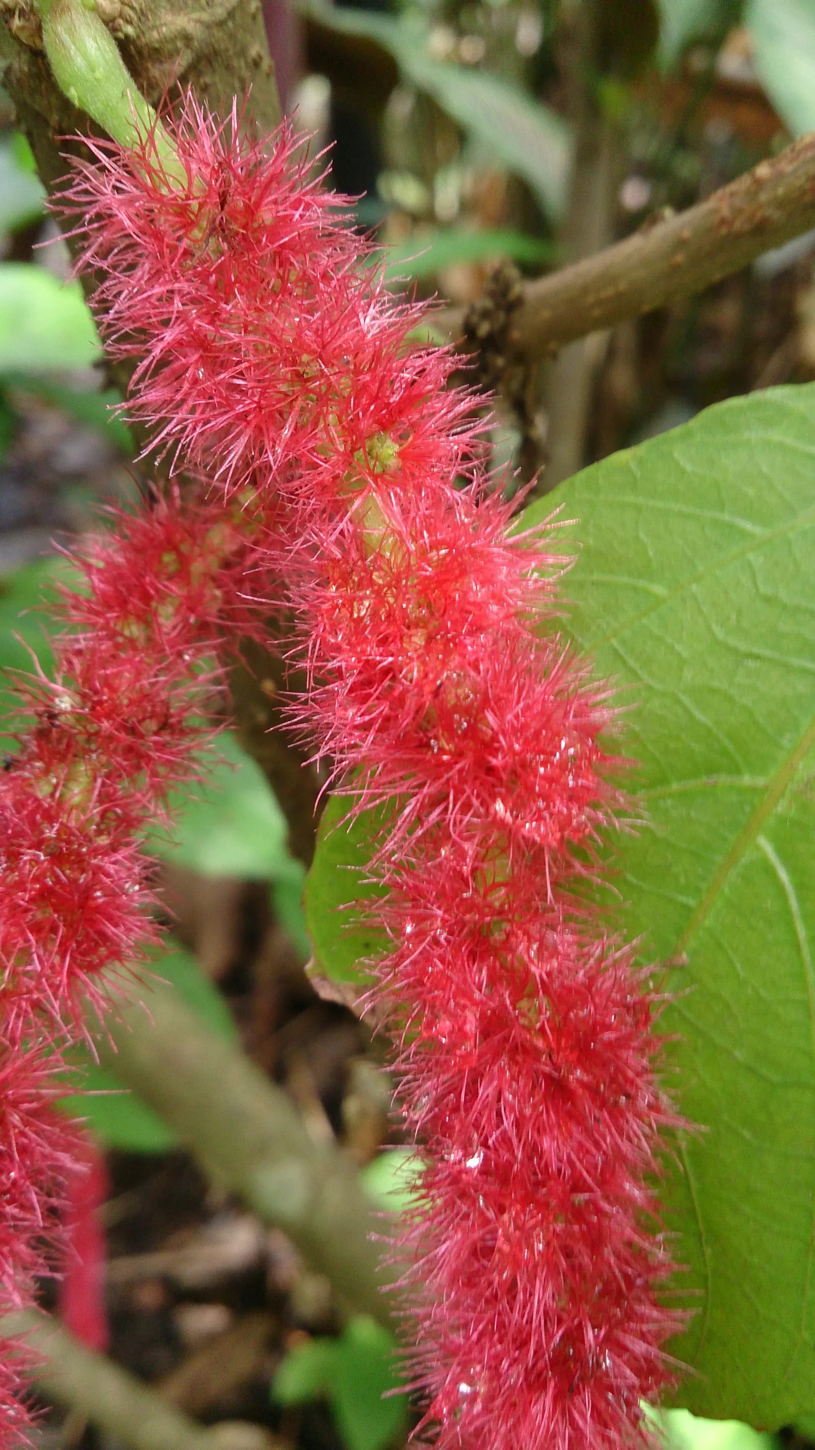 Chenille Plant (Acalypha hispida) — These blooms typically appear in late winter through spring; this frost-tender perennial is compact in nature, image 64