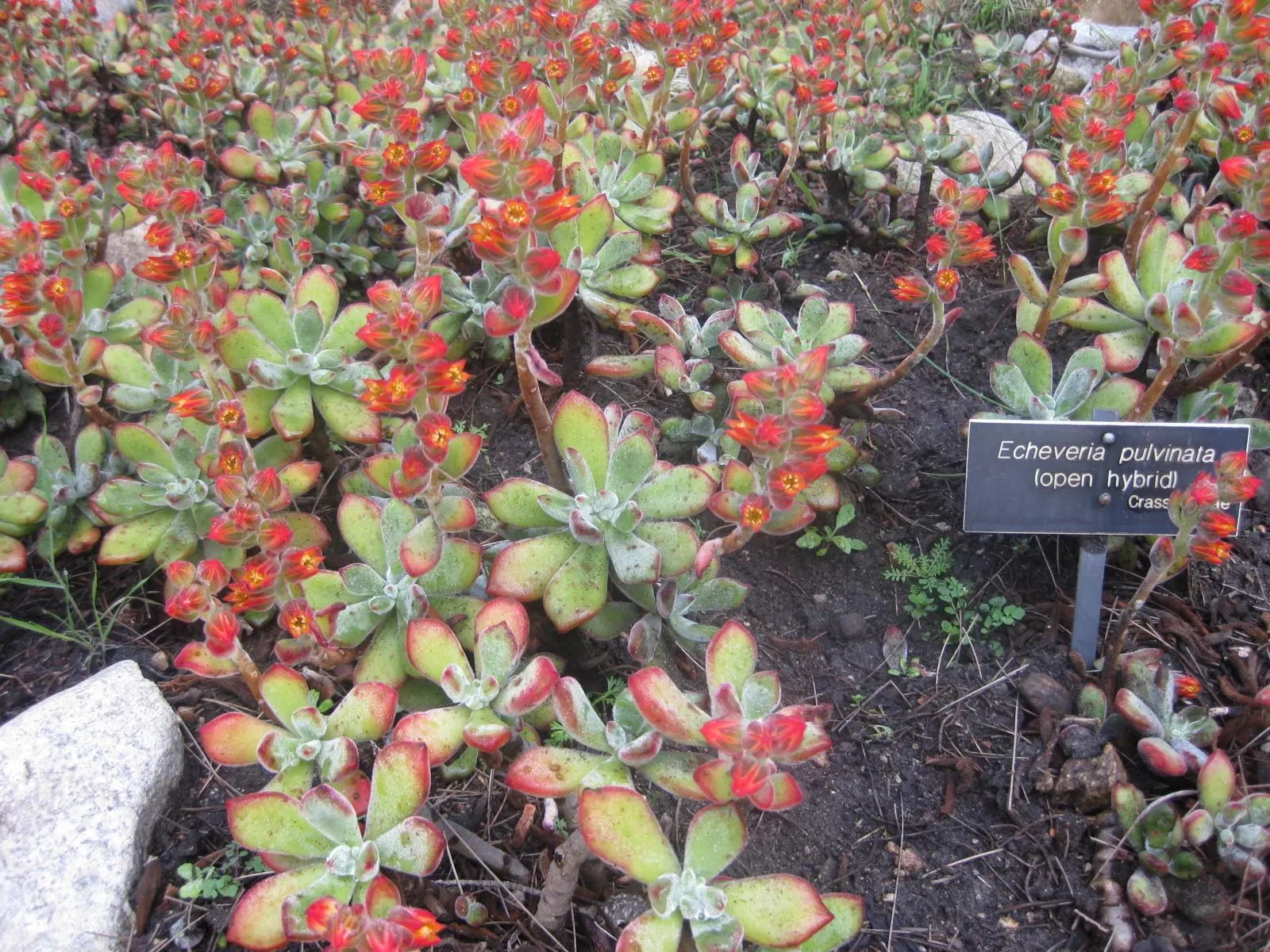 Chenille Plant (Acalypha hispida) — It requires full sun to partial shade; in areas with intense sunlight