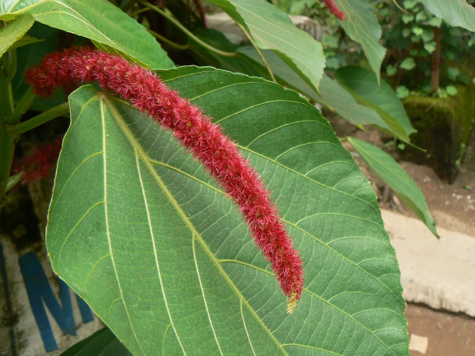 Chenille Plant (Acalypha hispida) — silver-green rosettes reaching up to 5 inches in diameter; silver-green leaves that are covered with fine hairs, image 50