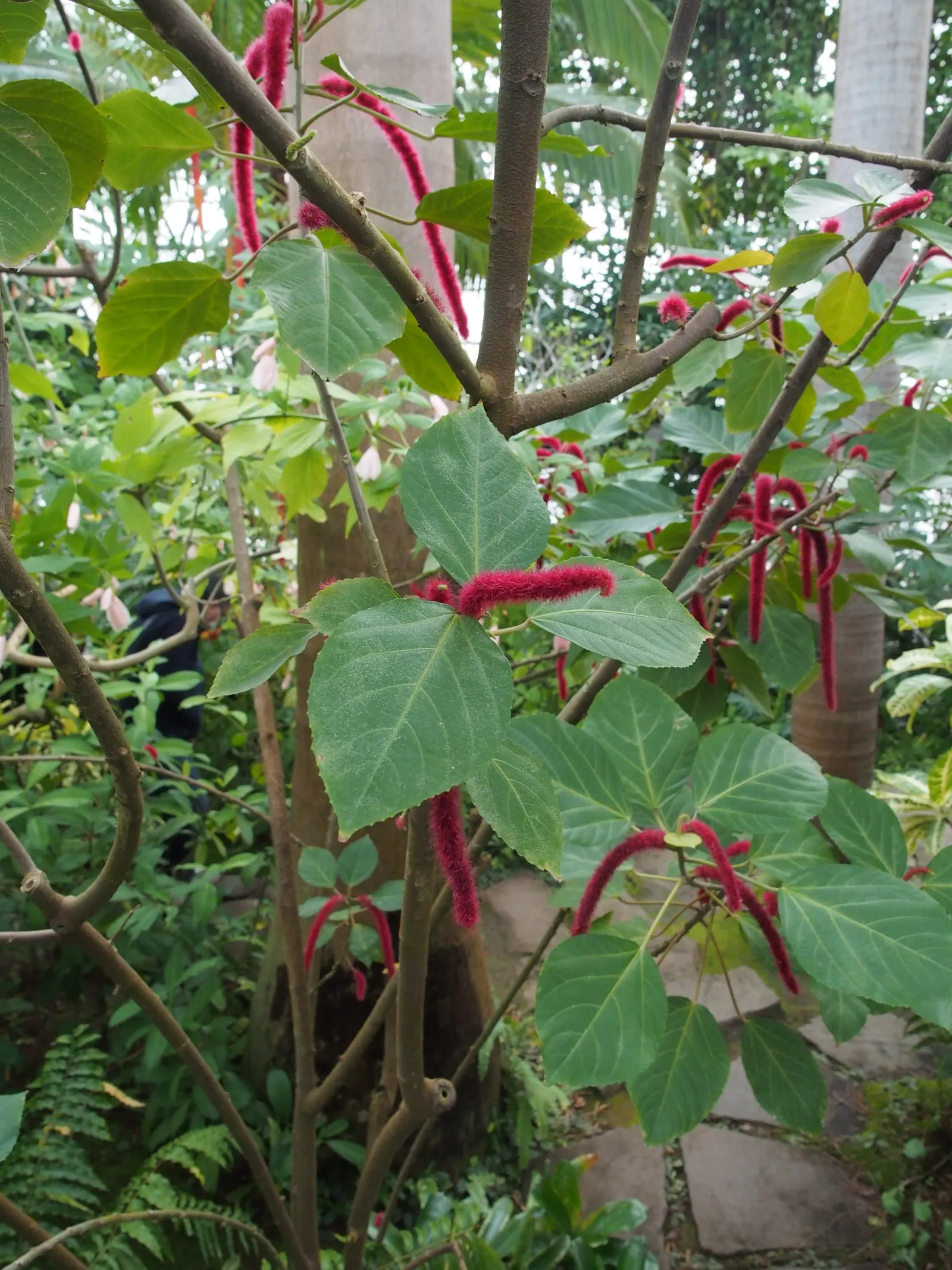 Chenille Plant (Acalypha hispida) — maintain a watering schedule that allows the soil to dry out between watering; its unique appearance is, image 91