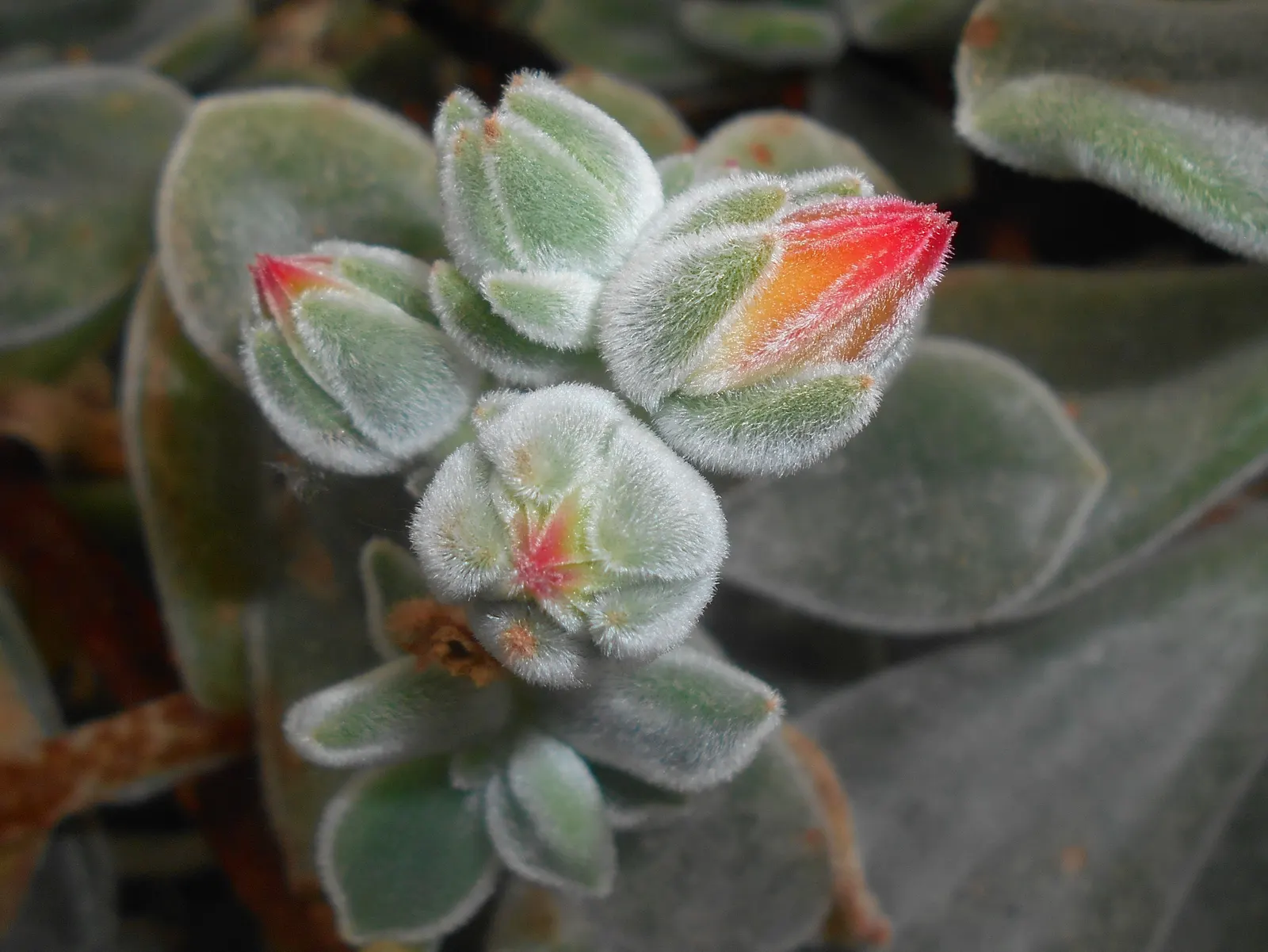 Chenille Plant (Acalypha hispida) — These blooms typically appear in late winter through spring; this frost-tender perennial is compact in nature, image 88