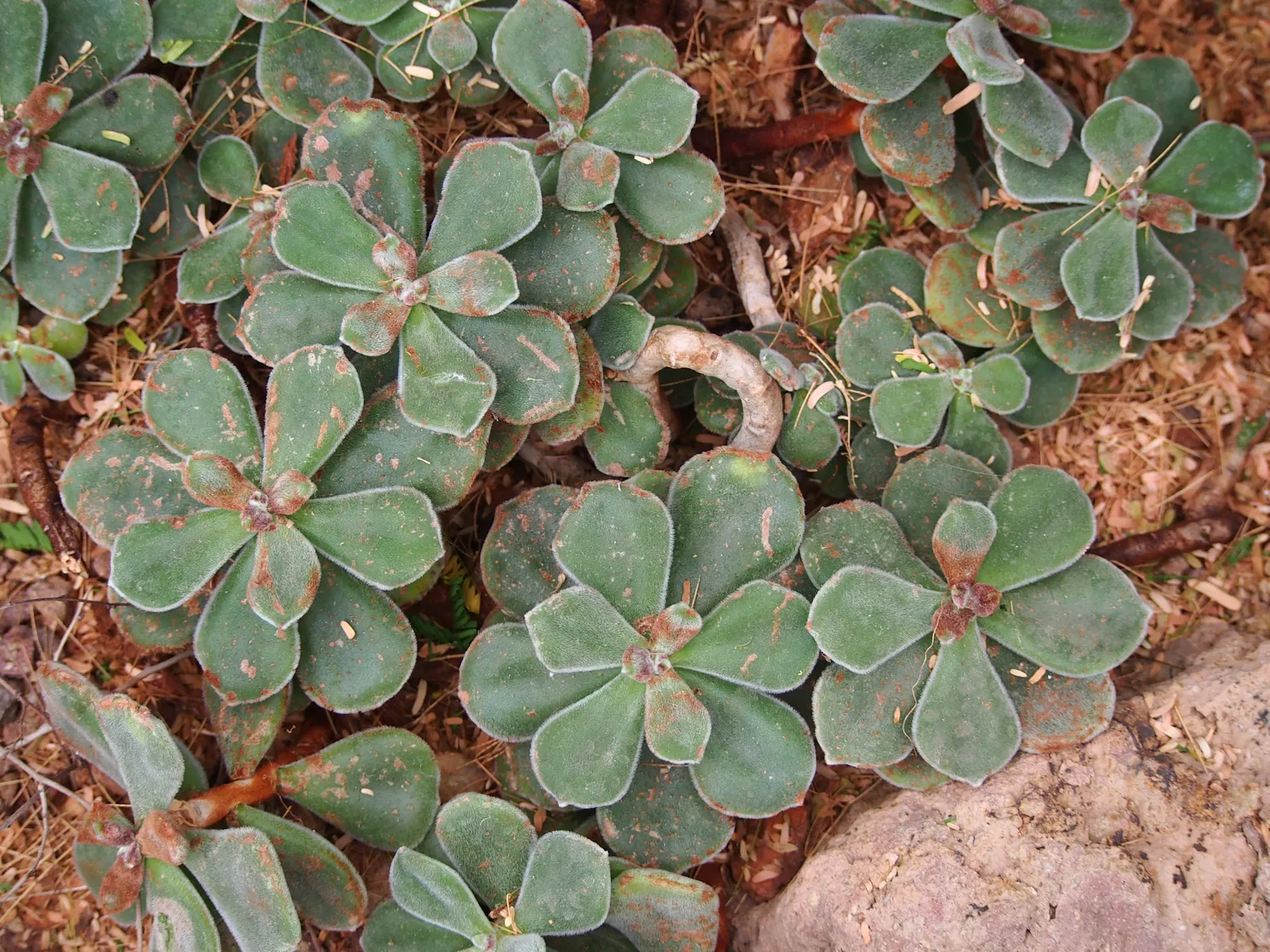 Chenille Plant (Acalypha hispida) — Its unique appearance is characterized by plush; maintain a watering schedule that allows the soil to dry out, image 58