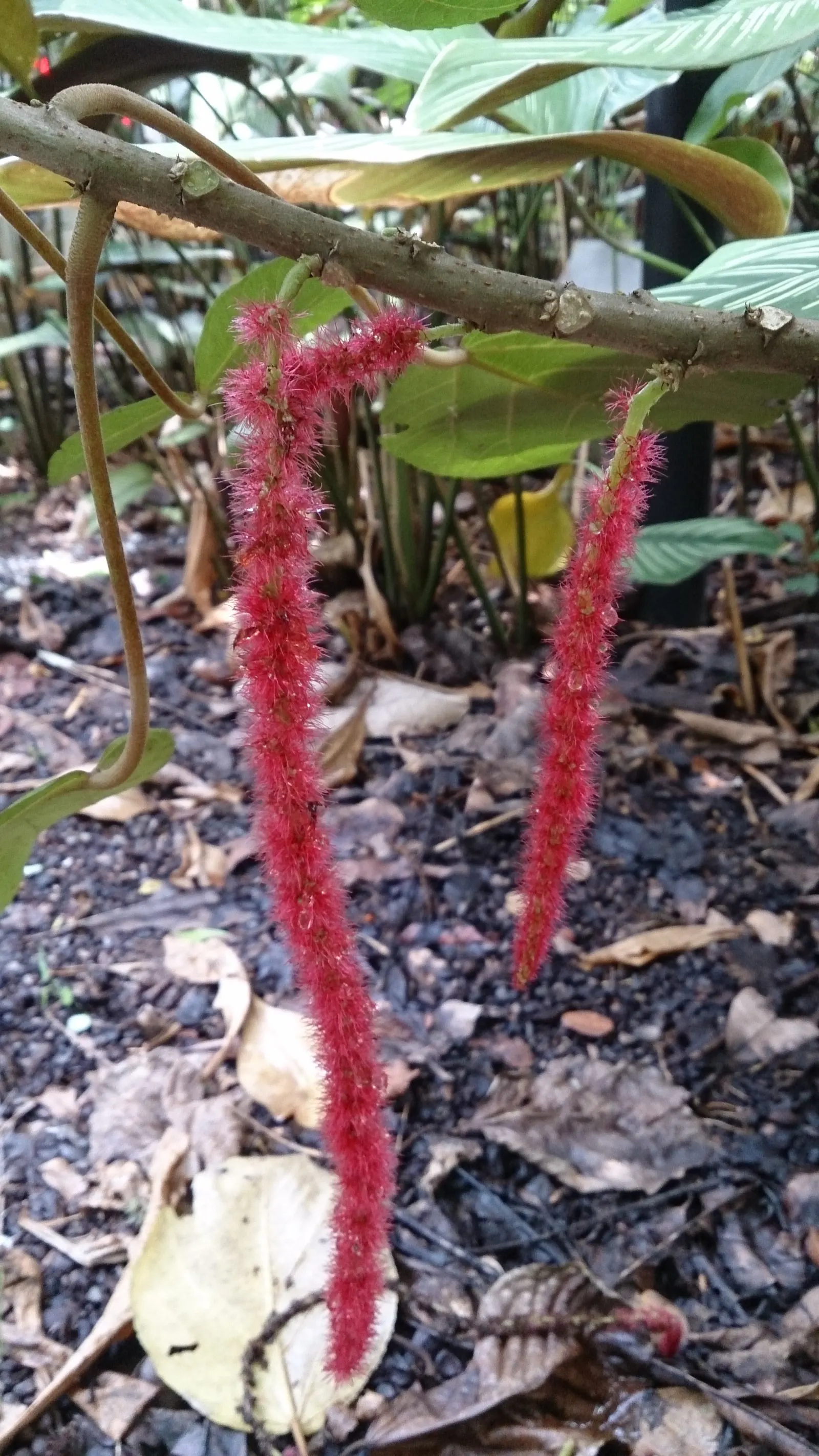 Chenille Plant (Acalypha hispida) — This drought-tolerant plant thrives in well-draining soil and requires full to partial sunlight; is a succulent, image 100