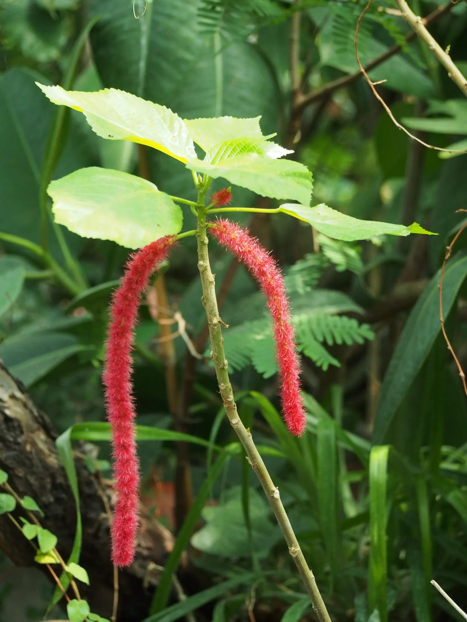 Chenille Plant (Acalypha hispida) — Space 6-9 inches apart for best effect; red and yellow flowers in the garden